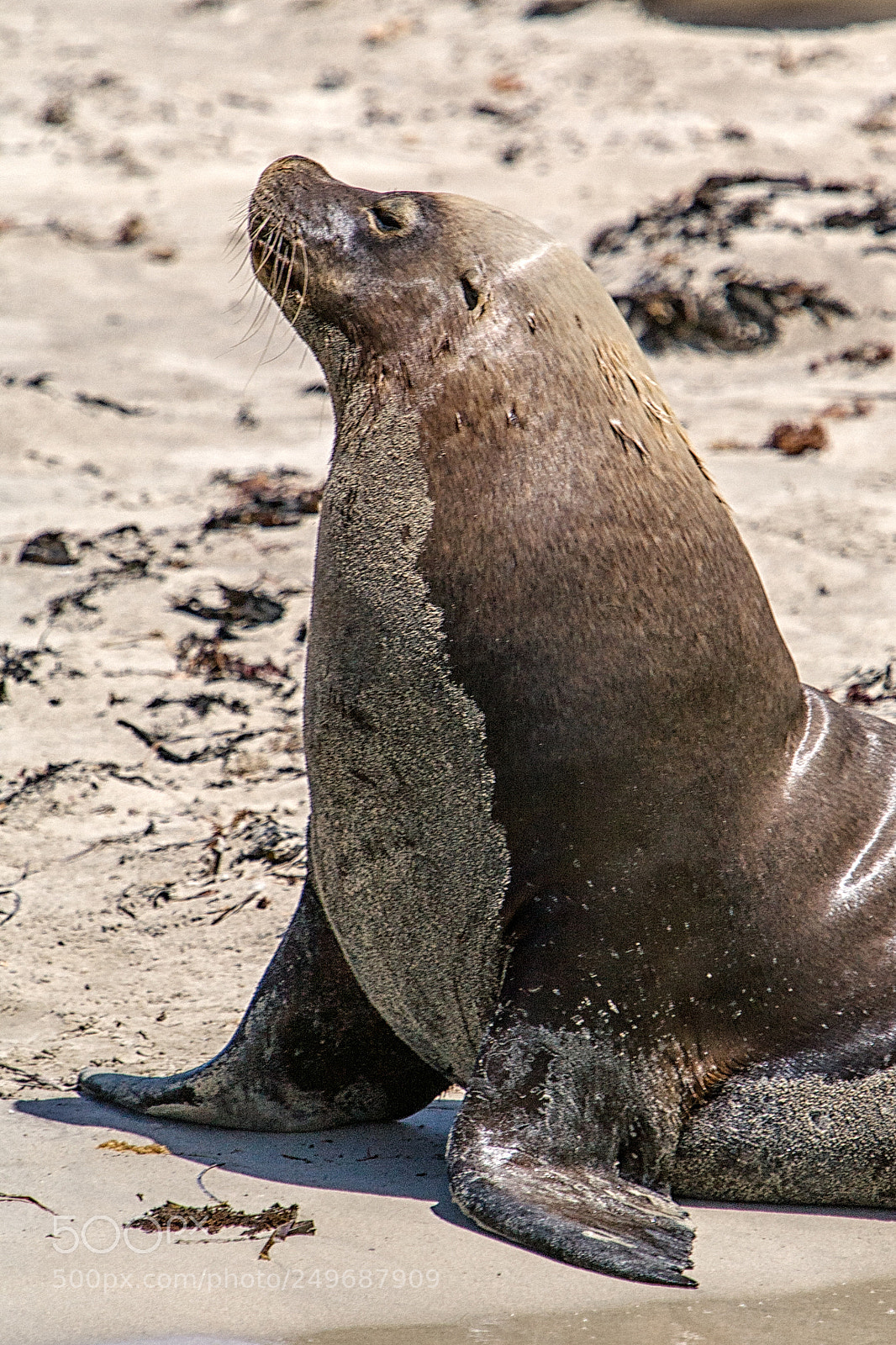 Canon EOS 5D sample photo. Penguin island photography