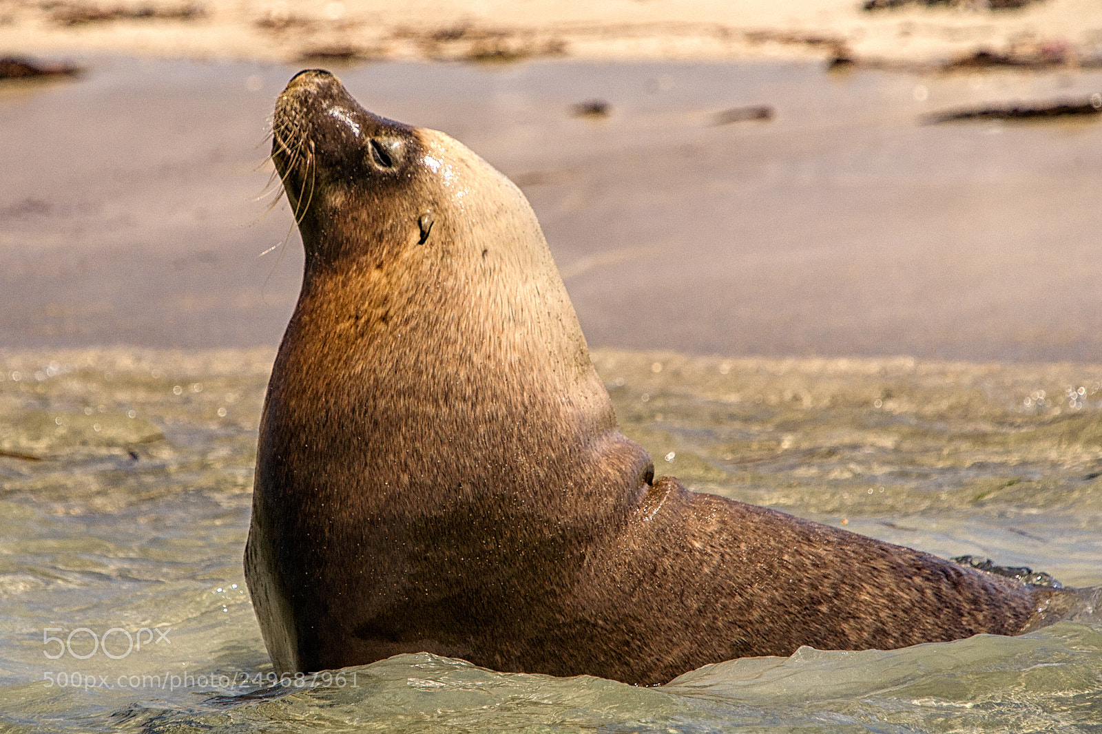 Canon EOS 5D sample photo. Penguin island photography