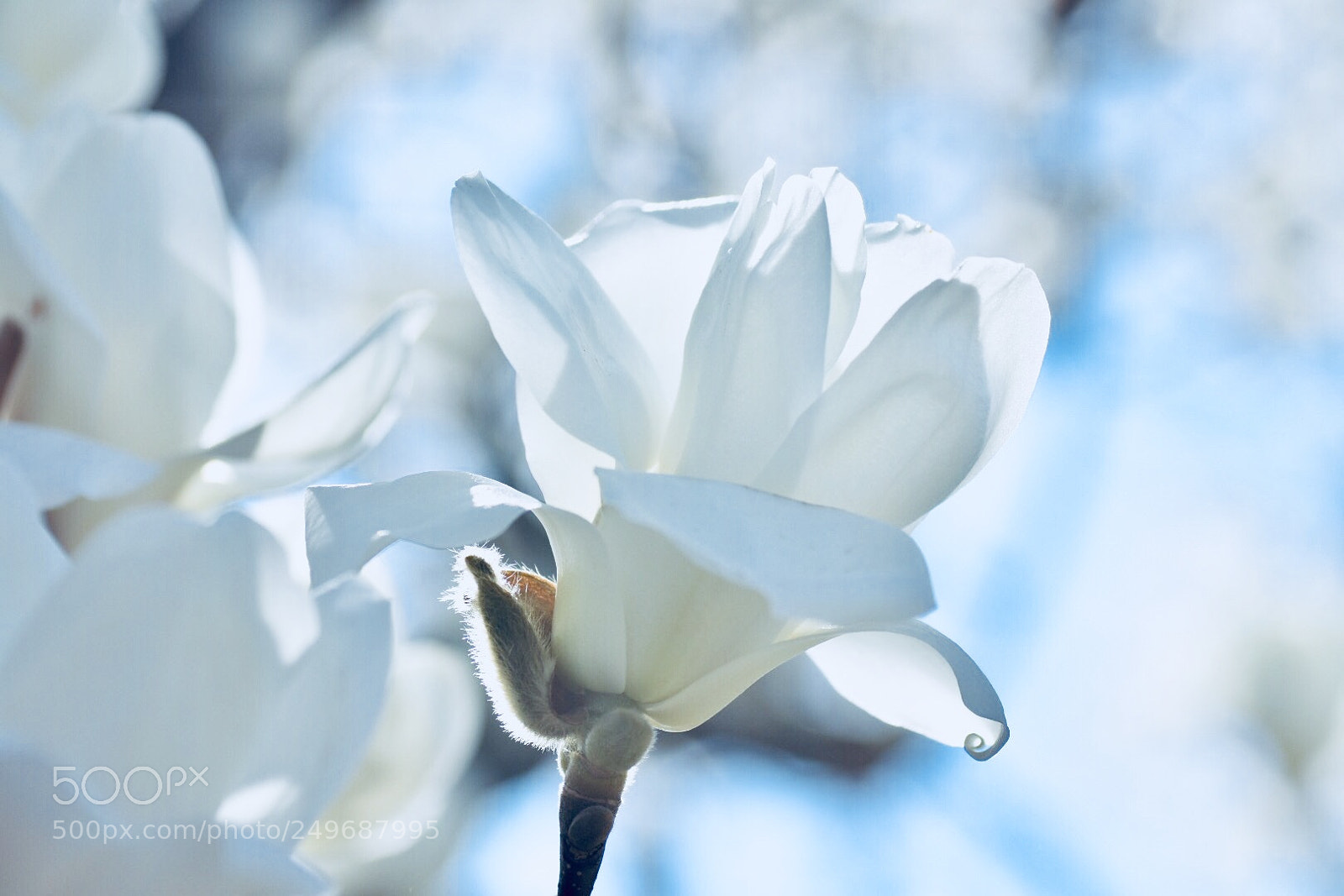 Nikon D7200 sample photo. 白木蓮 photography