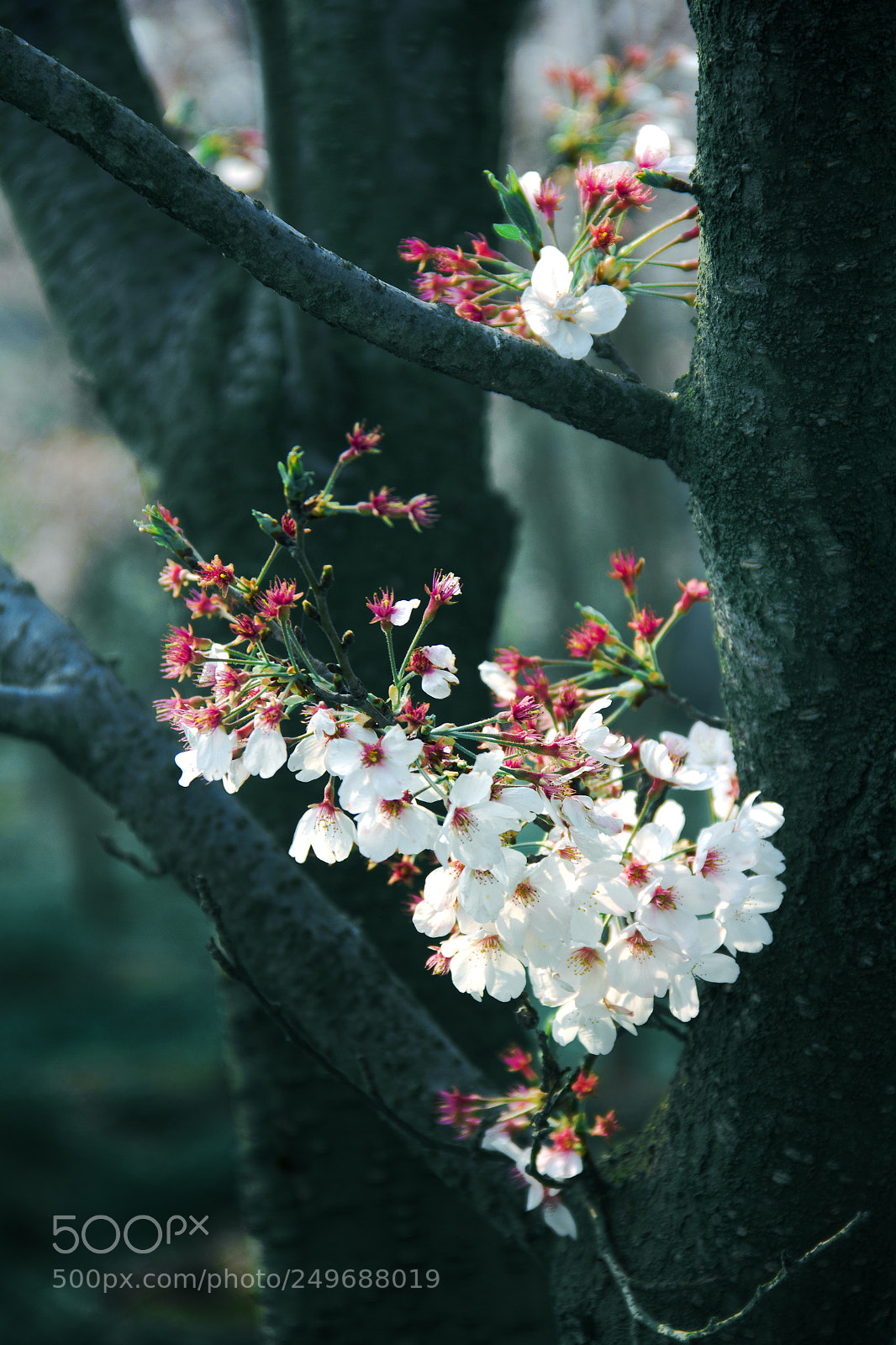 Canon EOS 550D (EOS Rebel T2i / EOS Kiss X4) sample photo. Springtime photography
