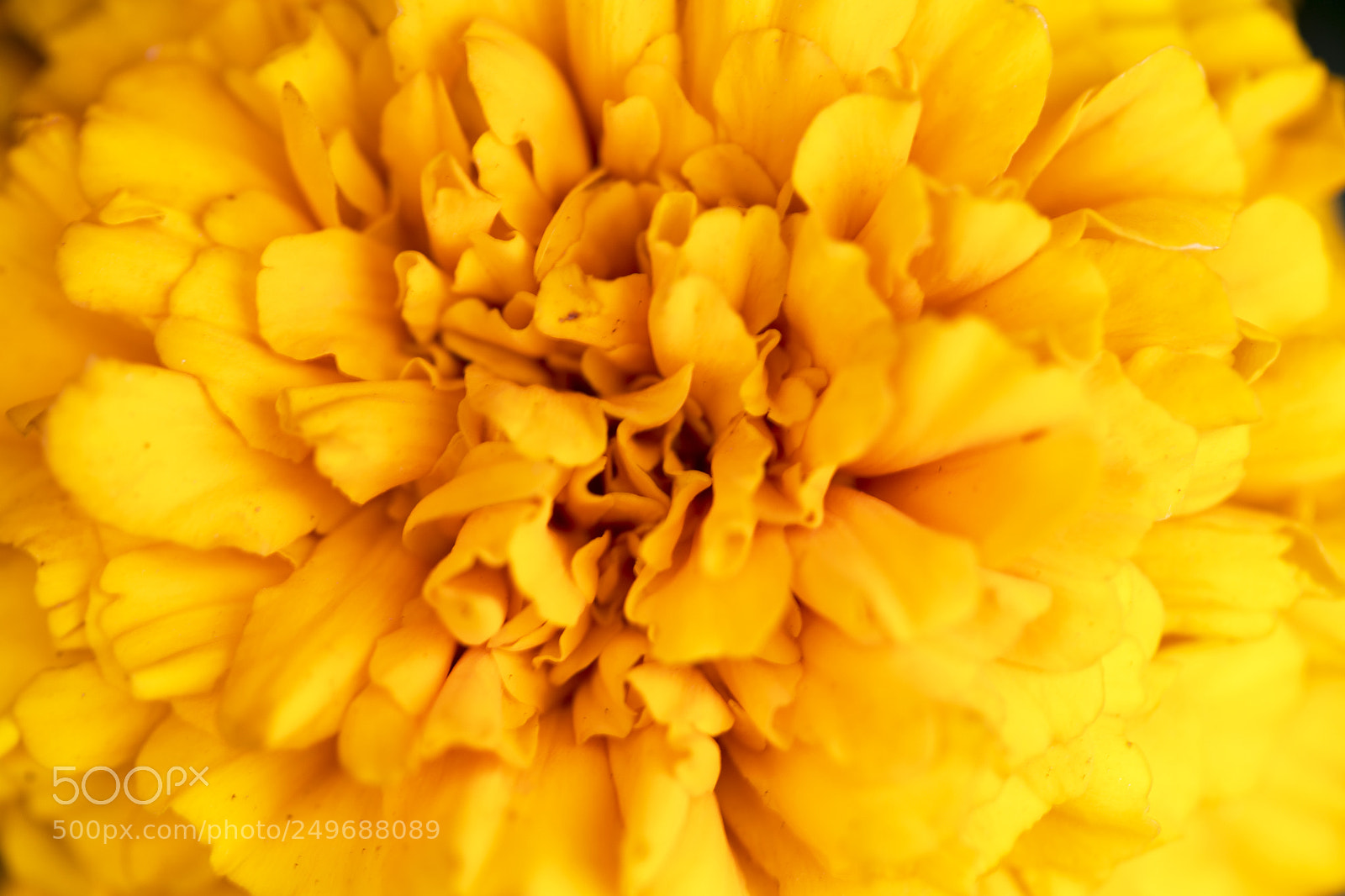 Canon EOS 5DS sample photo. Bright soft petals photography