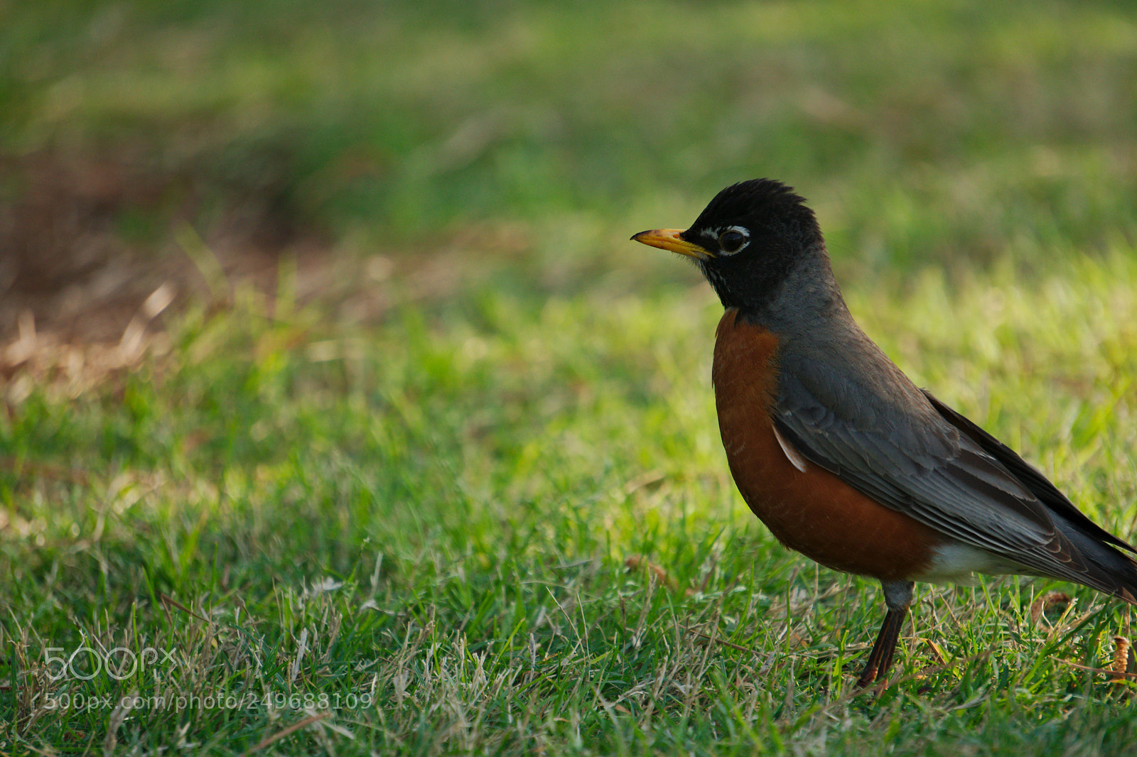 Sony a6300 sample photo. American robin photography
