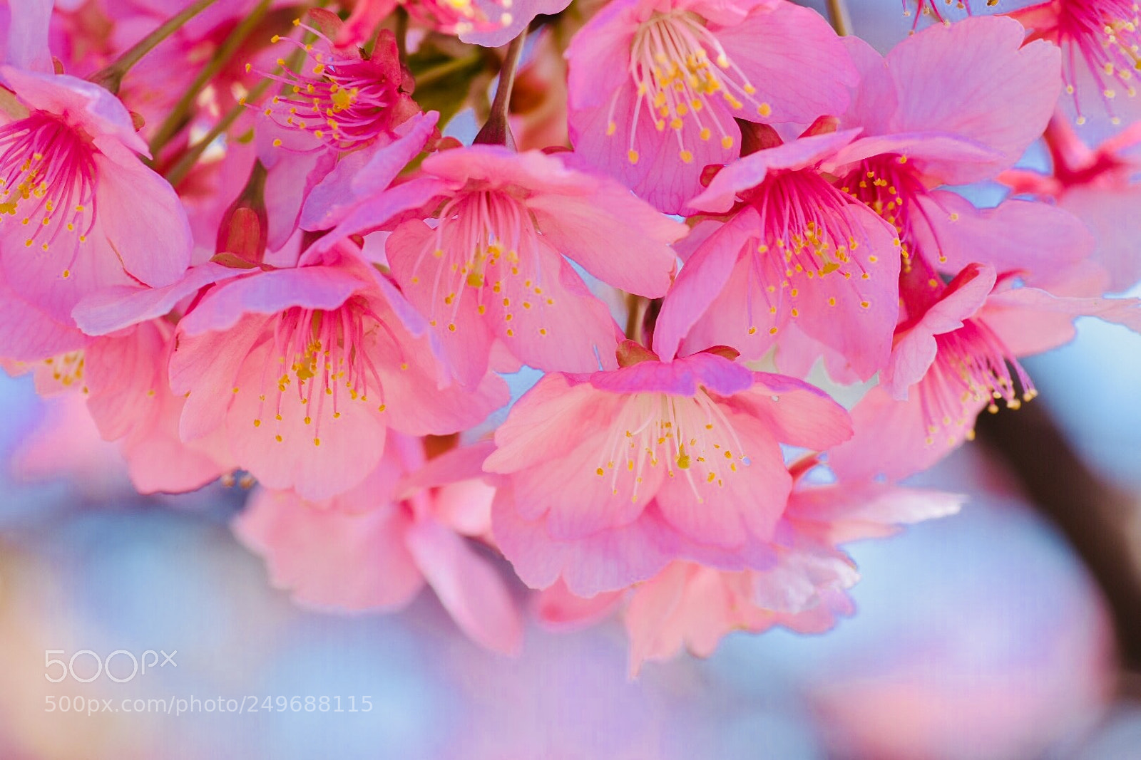 Nikon D7200 sample photo. 红樱花 photography