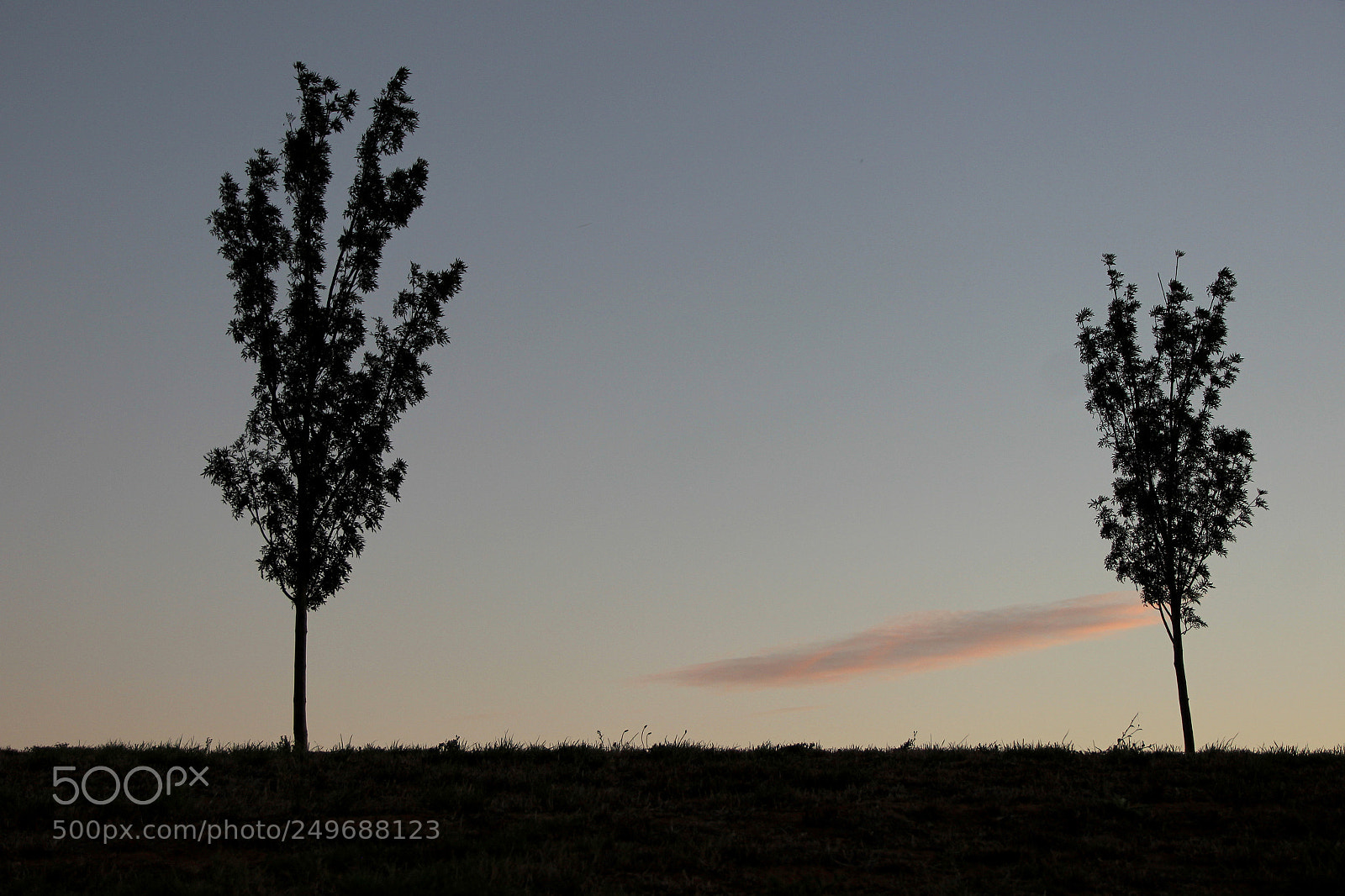 Canon EOS 600D (Rebel EOS T3i / EOS Kiss X5) sample photo. Two lonely trees photography