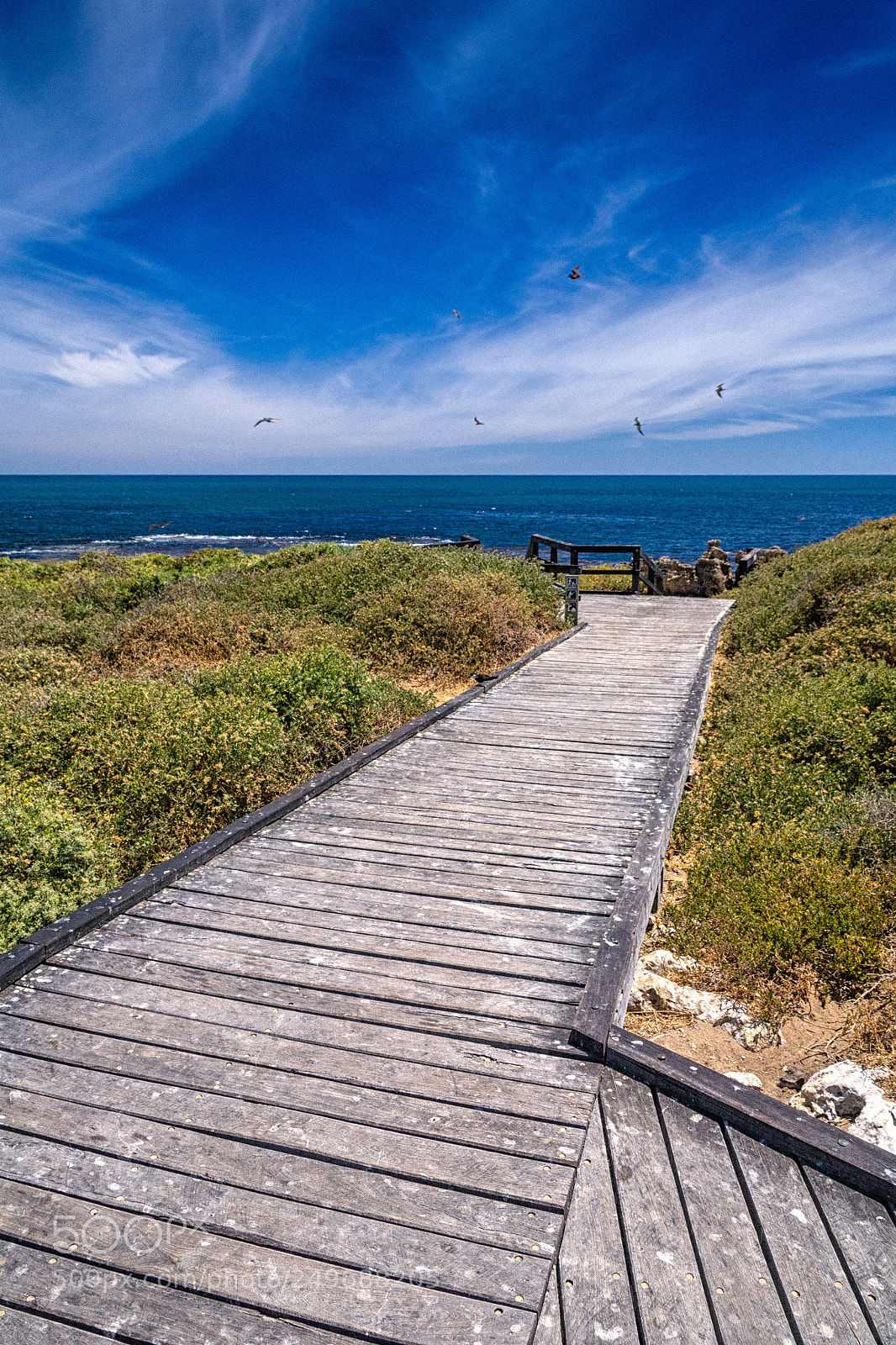 Canon EOS 5D sample photo. Penguin island photography