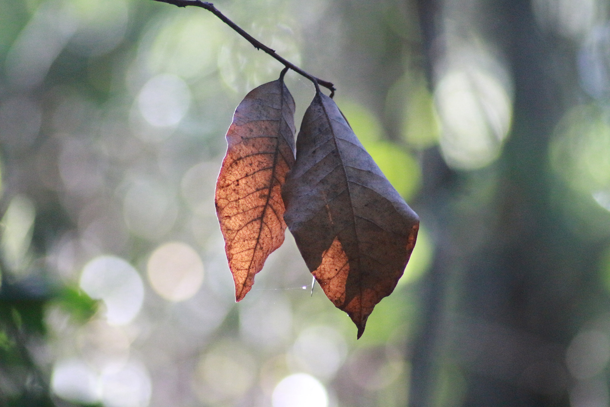 Canon EOS 700D (EOS Rebel T5i / EOS Kiss X7i) + Tamron AF 70-300mm F4-5.6 Di LD Macro sample photo. Golden leaves photography
