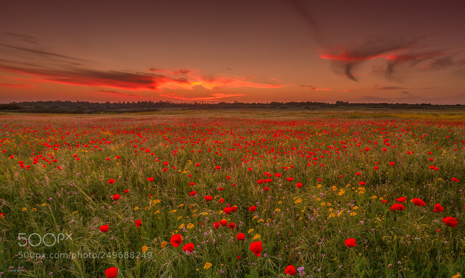 Canon EOS 7D sample photo. Field of poppies photography