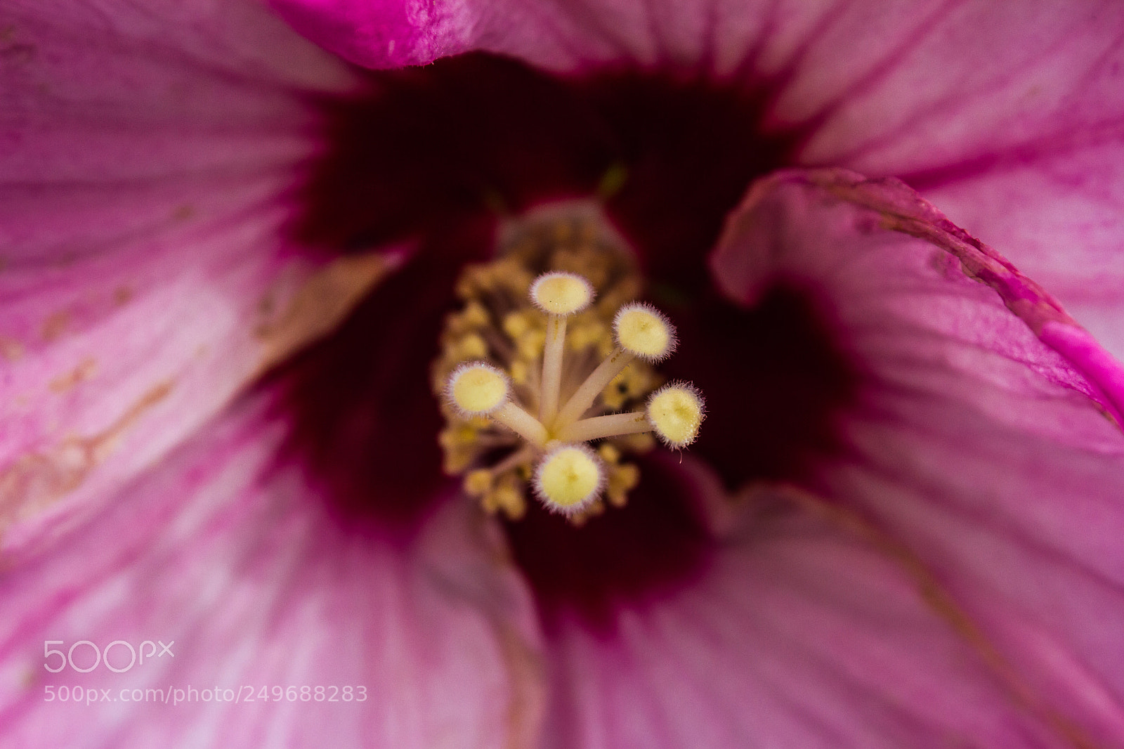 Canon EOS 7D sample photo. Hibiscus flower photography