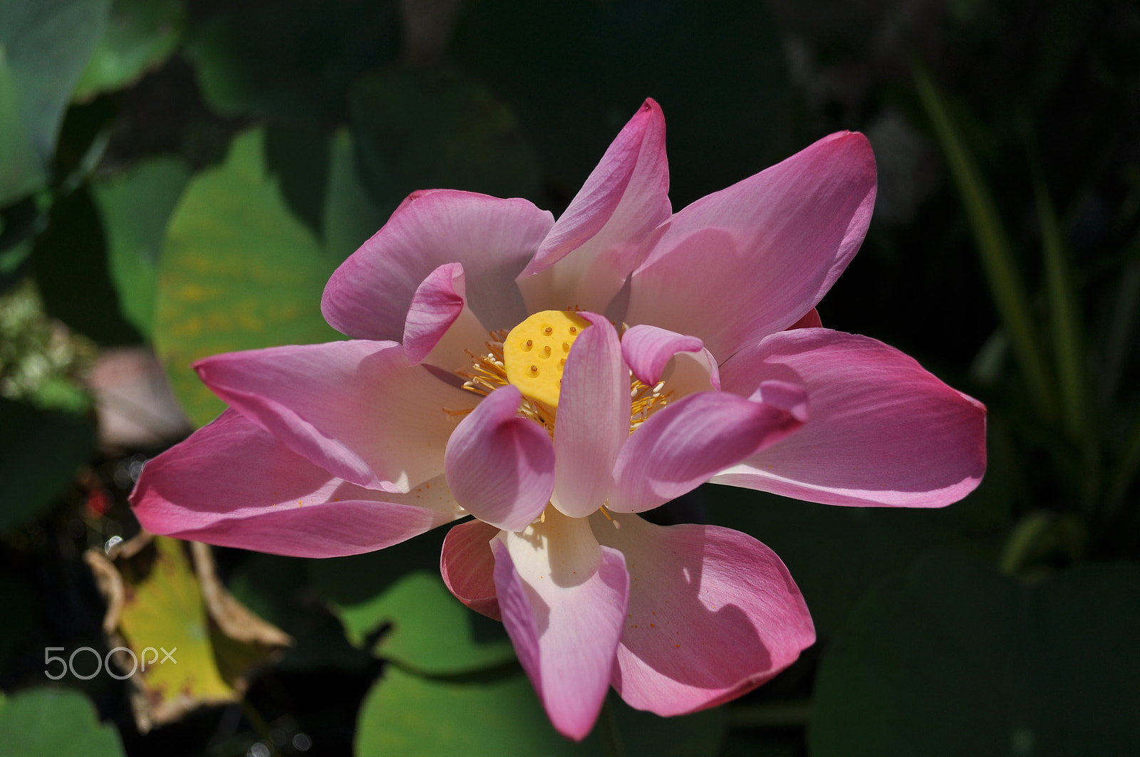 Nikon D90 sample photo. Lotus sunlight photography