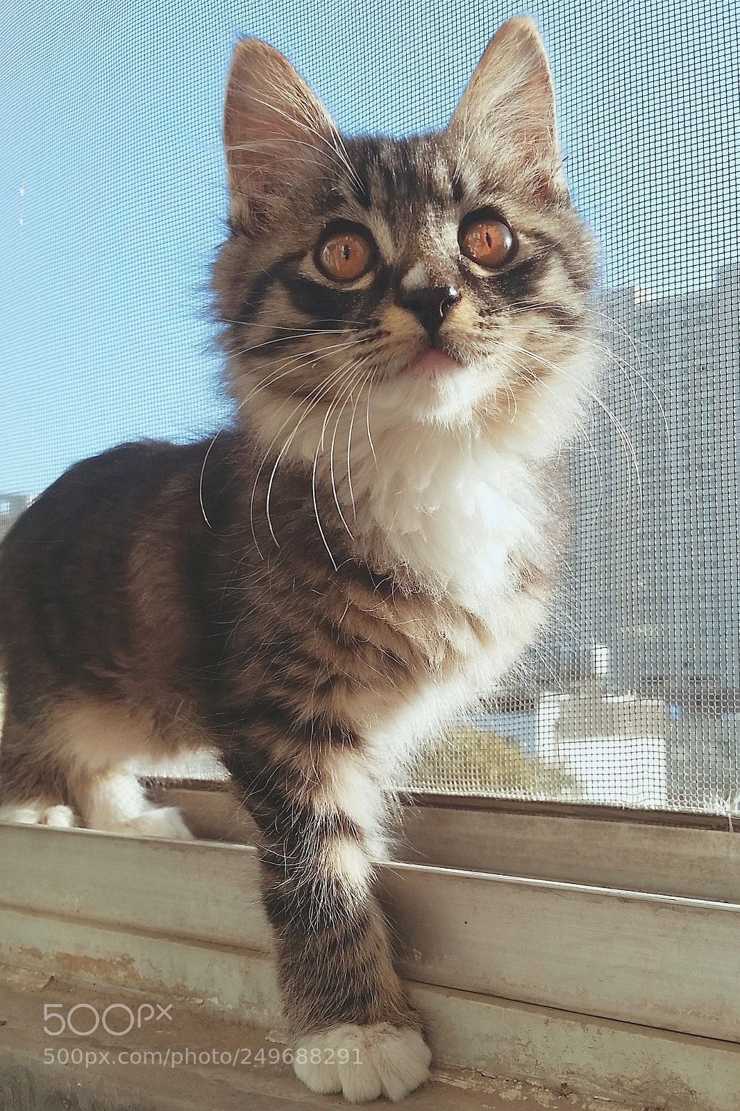 Samsung Galaxy S5 sample photo. A wonderful and useless photography