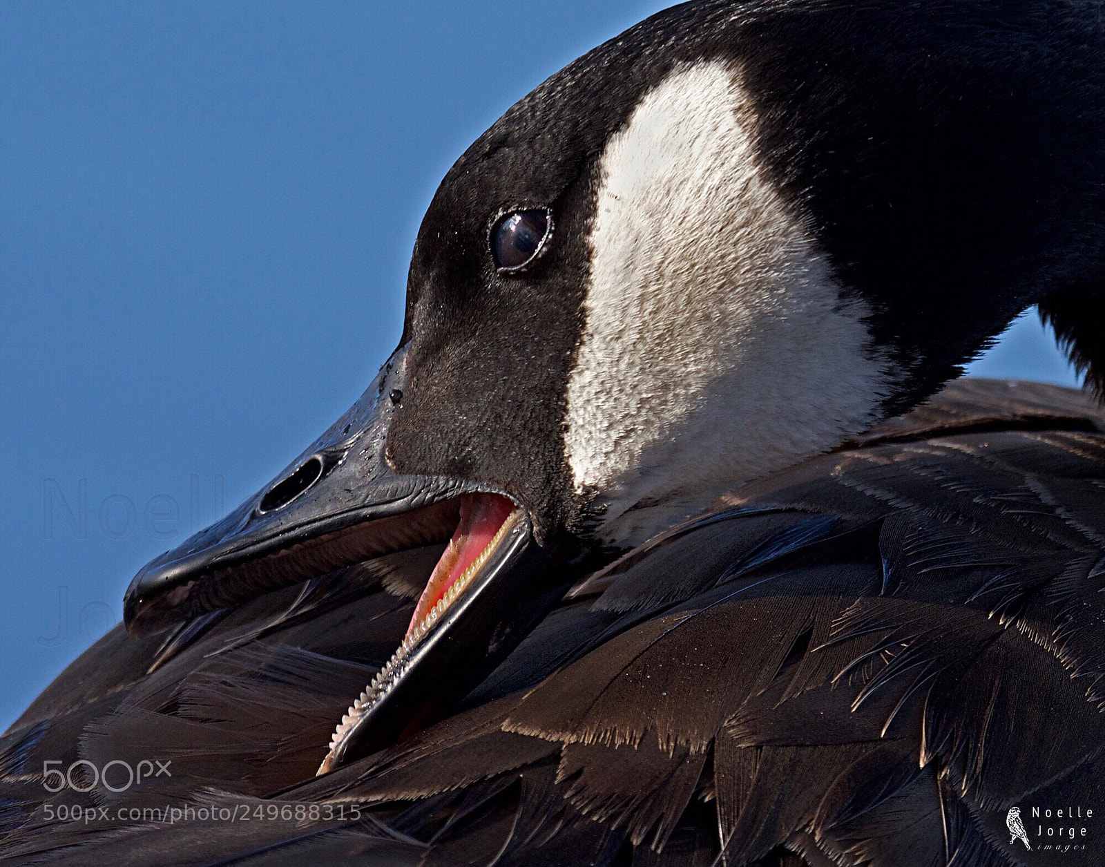 Nikon D500 sample photo. Canada goose preens photography