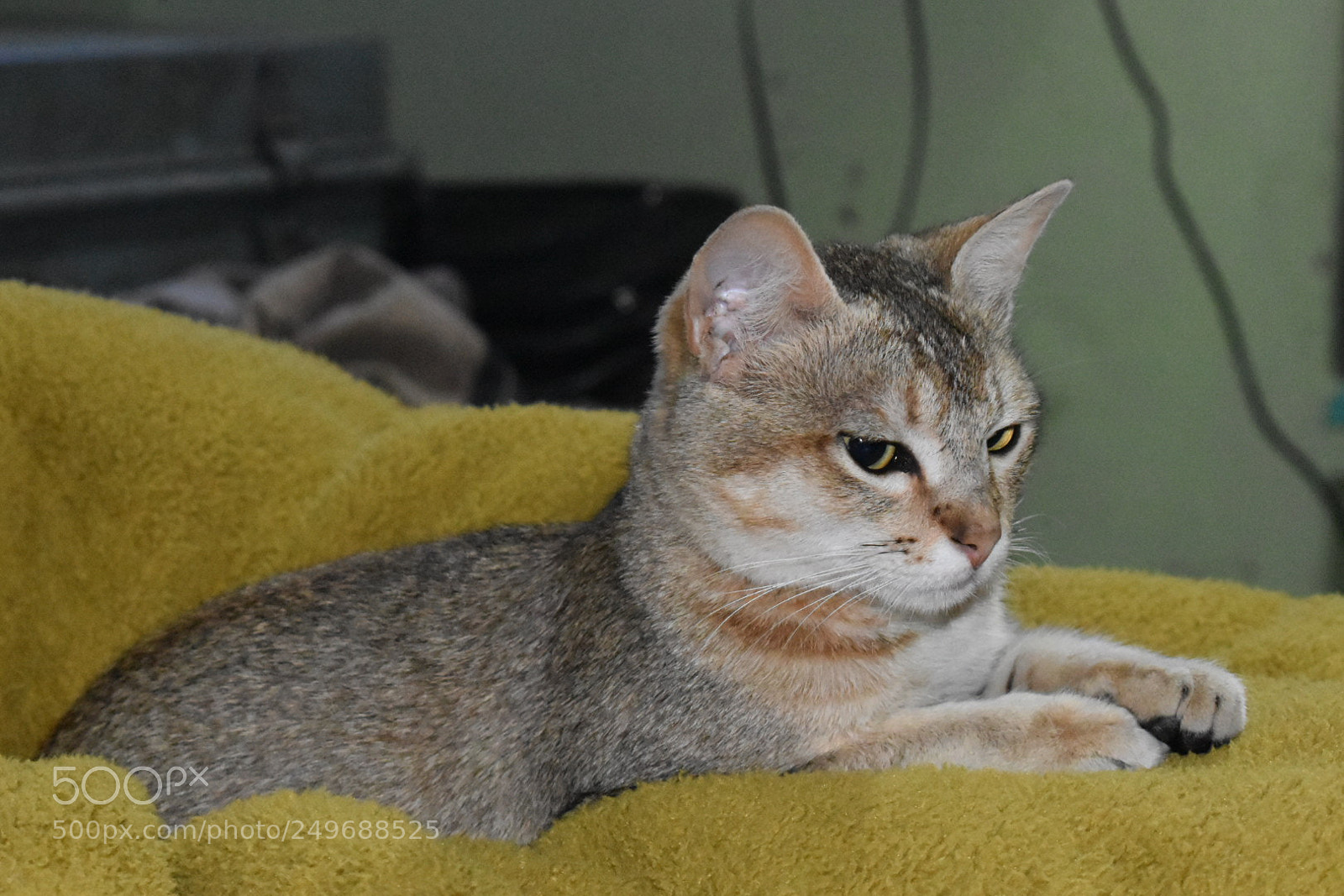 Nikon D5600 sample photo. Cute cat photography