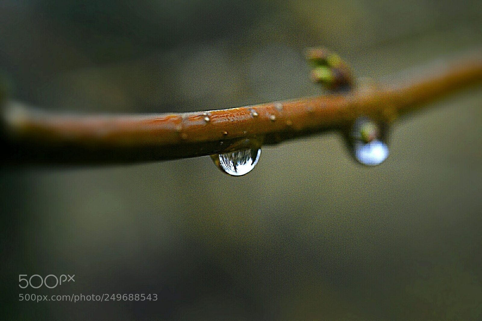 Nikon AF-S Micro-Nikkor 60mm F2.8G ED sample photo. Untitled photography