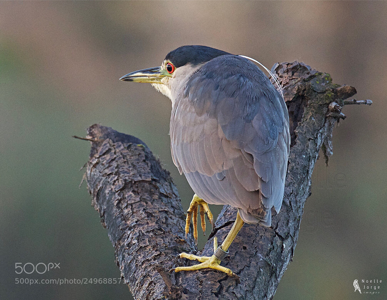 Nikon D500 sample photo. Getting ready to fly photography