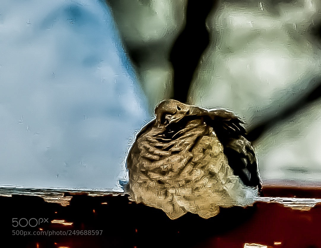 Nikon D5300 sample photo. Bird in the cold photography