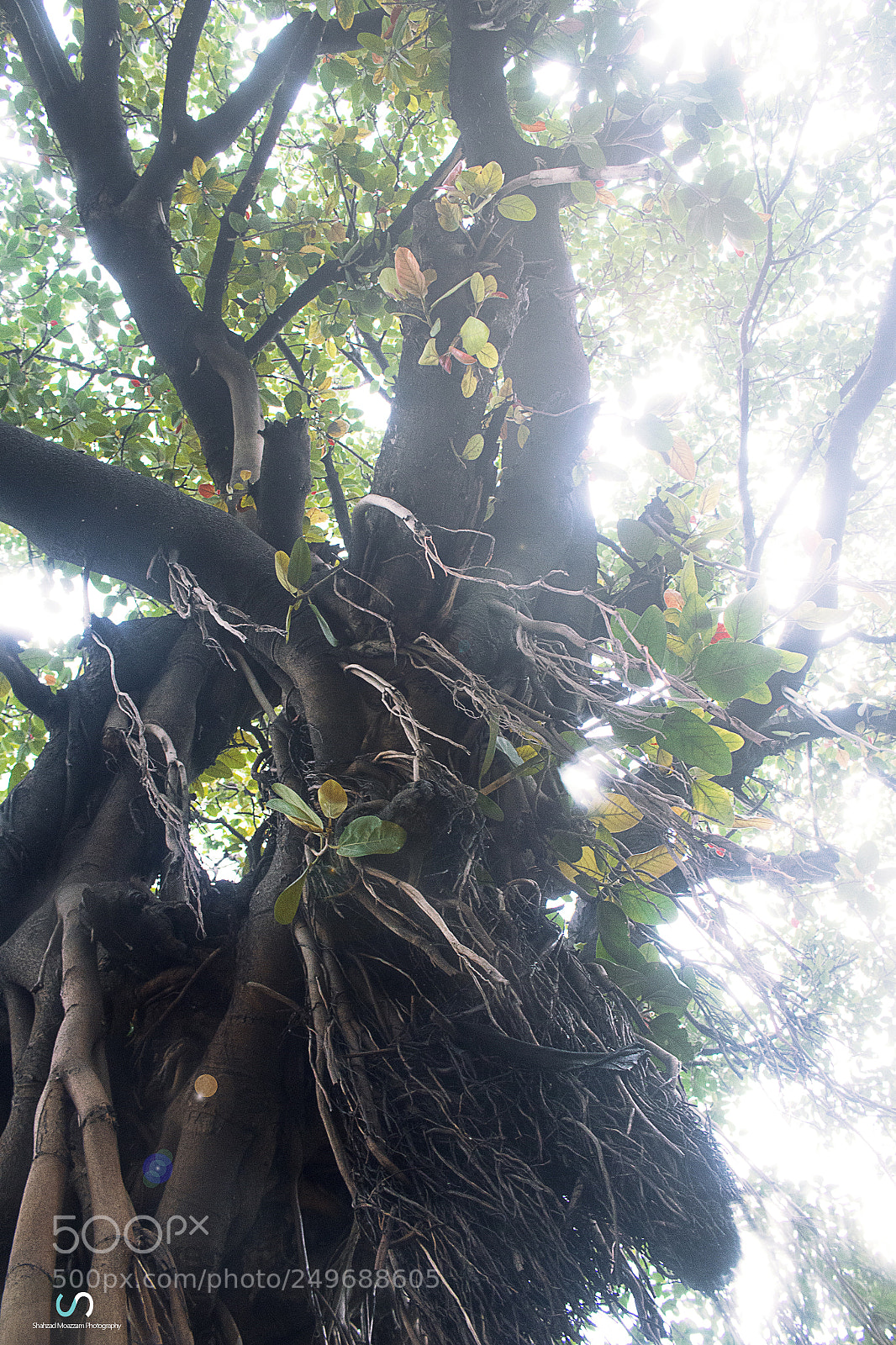 Canon EOS 70D sample photo. Leaks photography