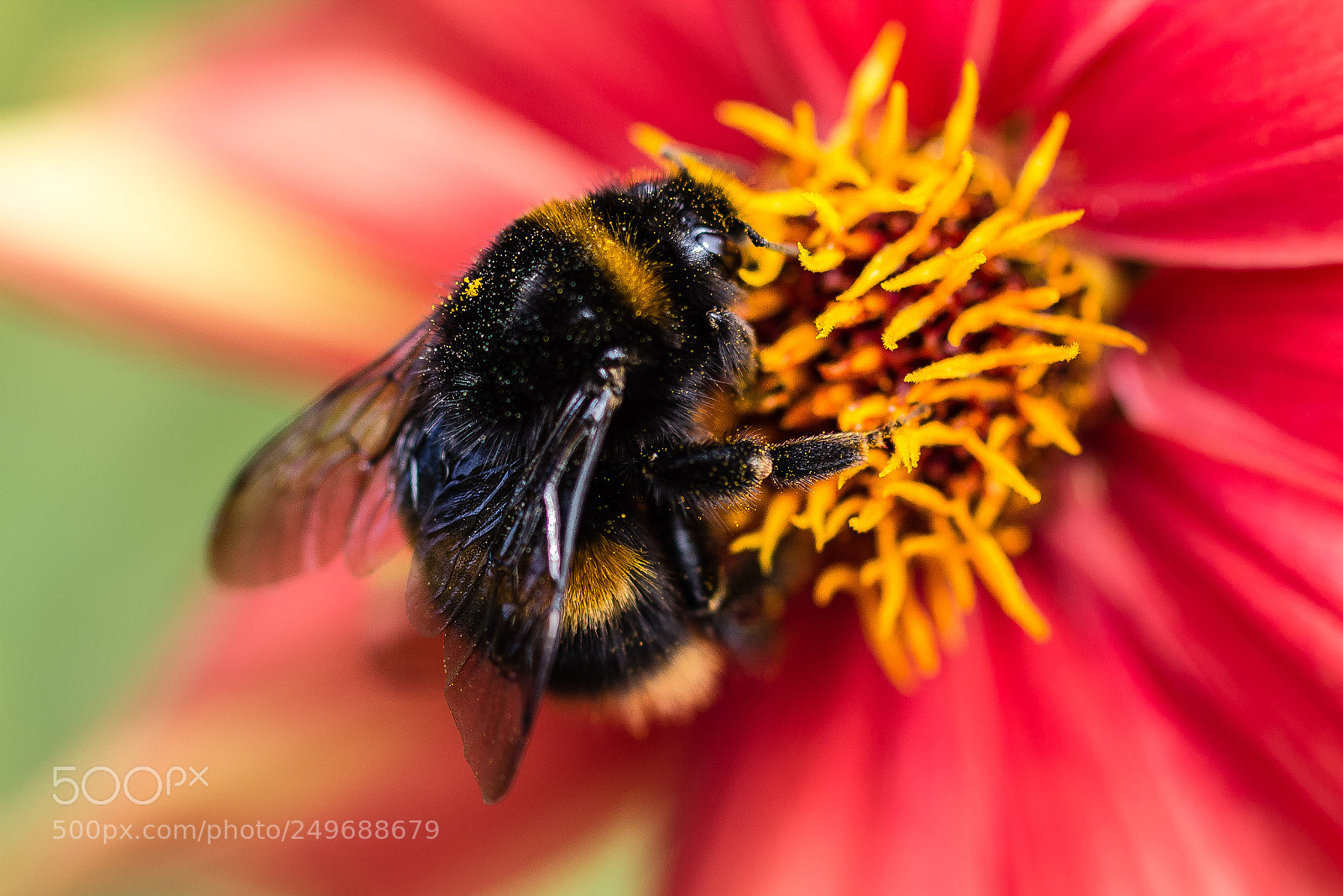 Canon EOS 60D sample photo. Bubblebee with pollen photography
