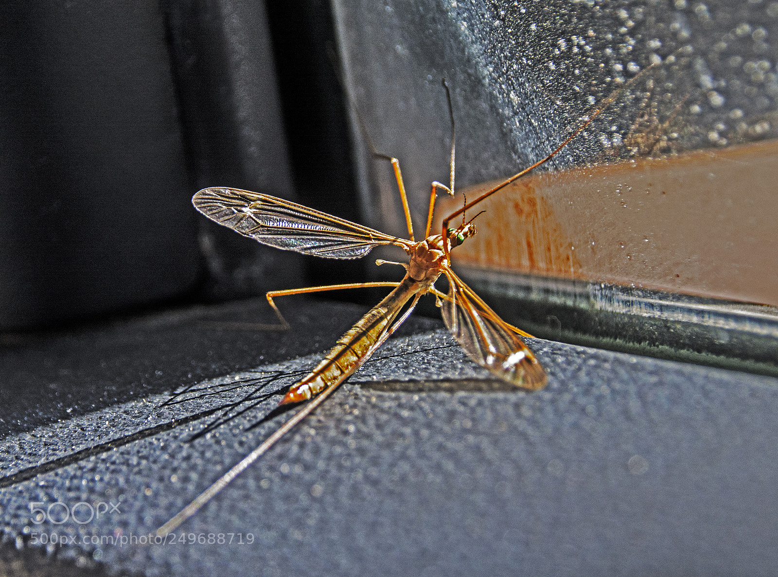 Nikon D7100 sample photo. Insect. photography
