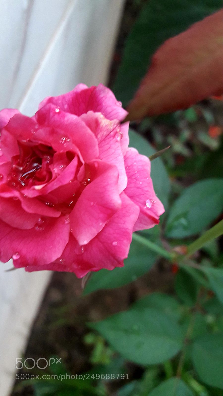 Samsung Galaxy J7 Neo sample photo. A beautiful pink rose photography