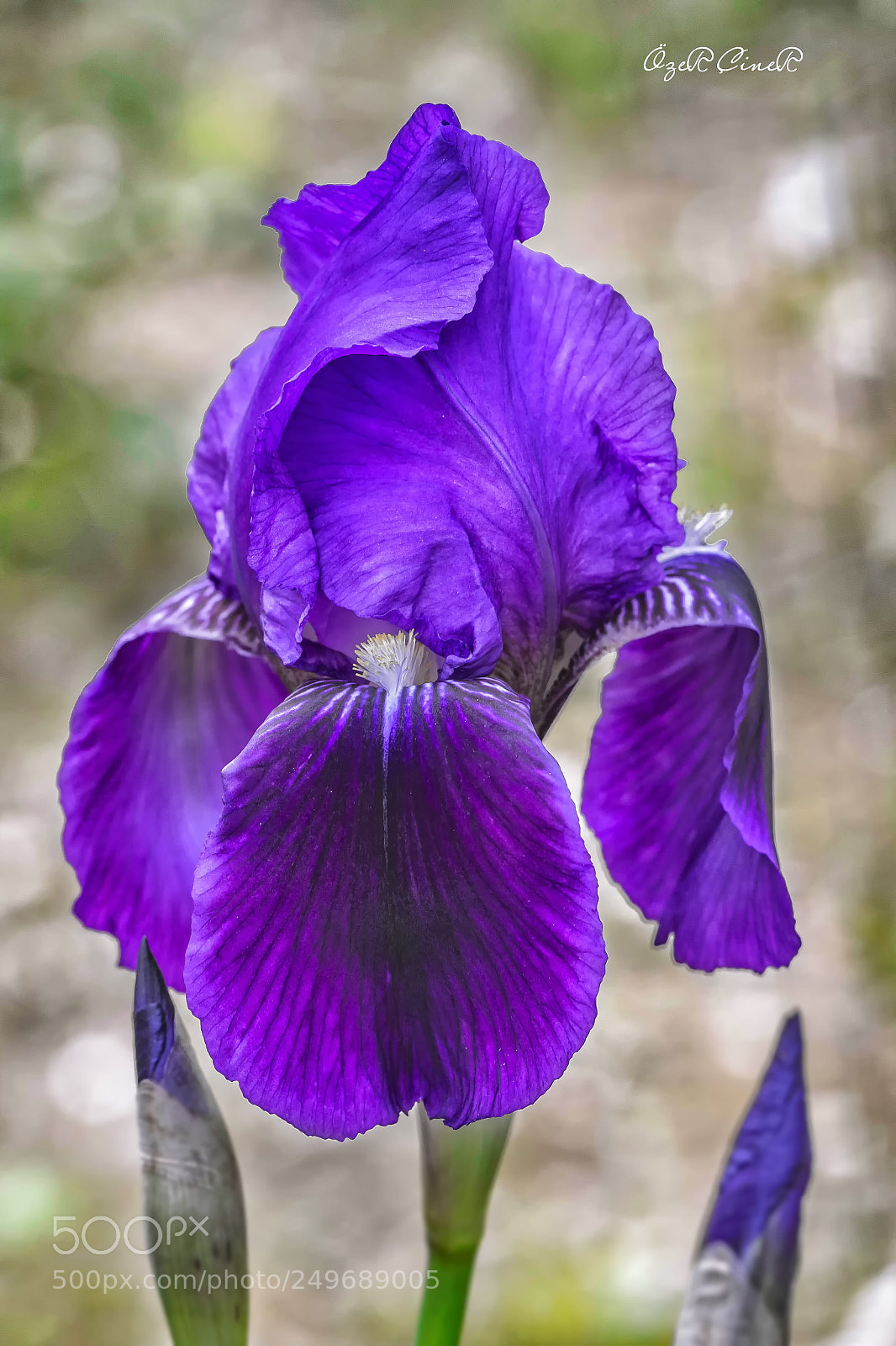 Canon EOS 7D sample photo. Purple lily photography