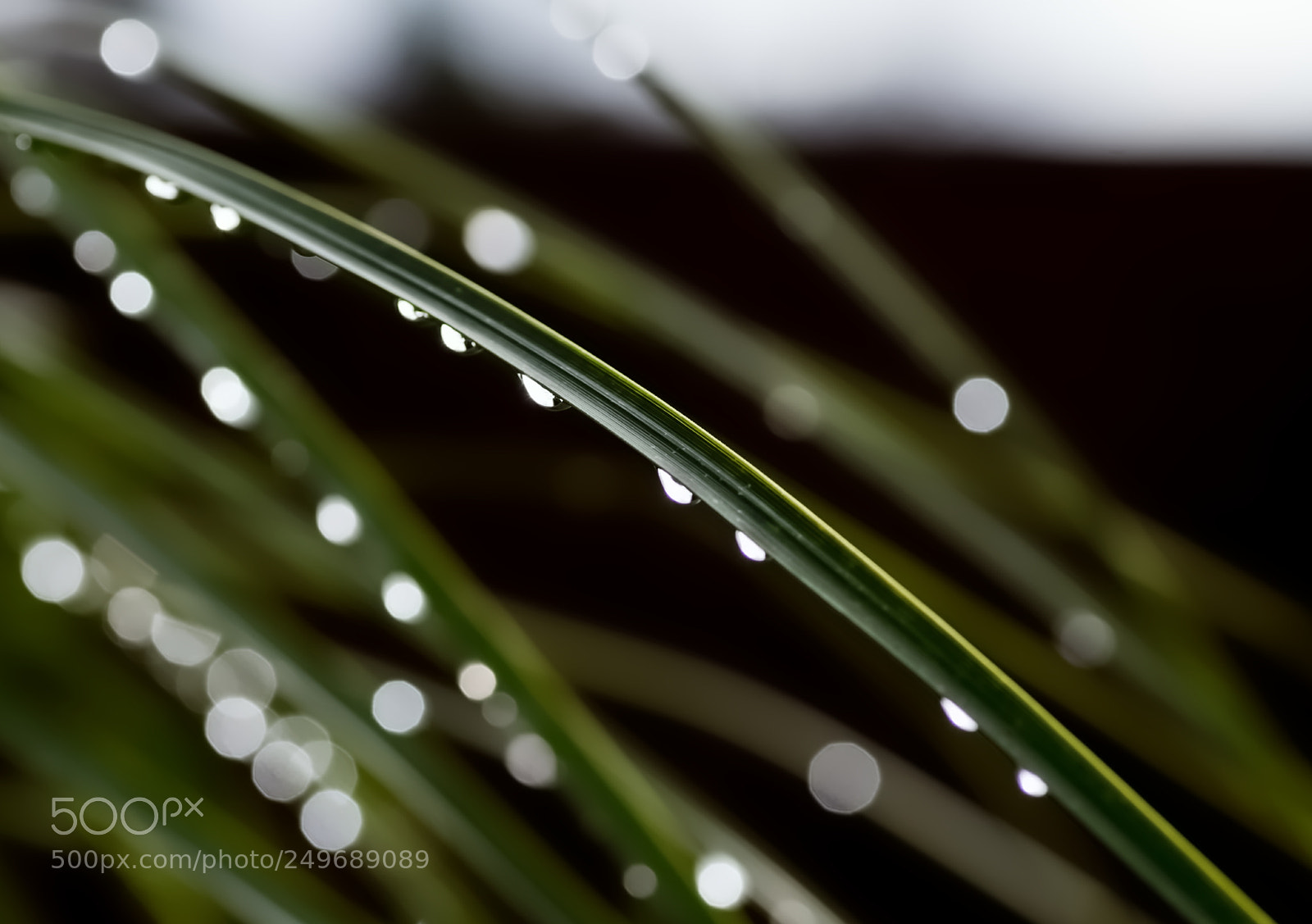 Pentax K-50 sample photo. Palm after rain photography