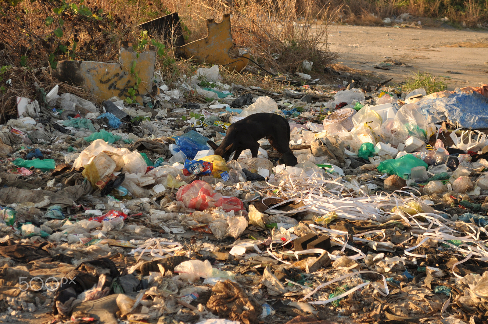 Nikon D90 sample photo. Dog seek foods in pollution - dirty environment photography