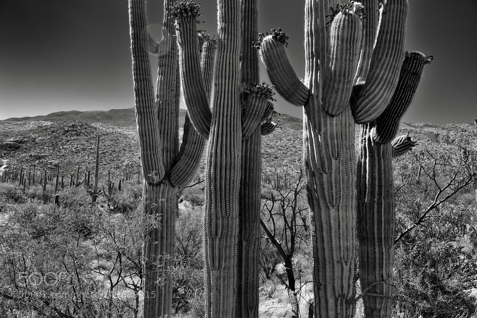 Nikon D800E sample photo. A grouping of saguaro photography