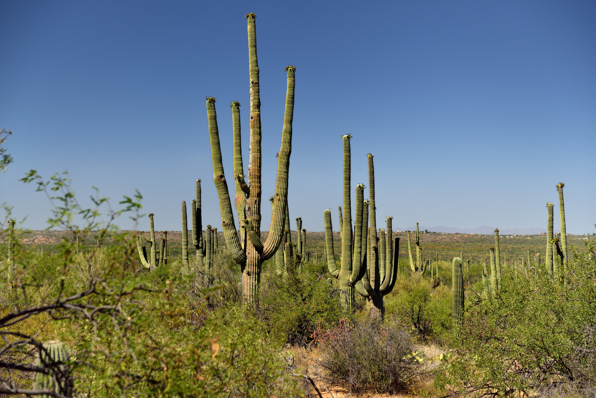 Nikon D800E + Nikon AF-S Nikkor 24-120mm F4G ED VR sample photo. The many arms of saguaro cactus photography