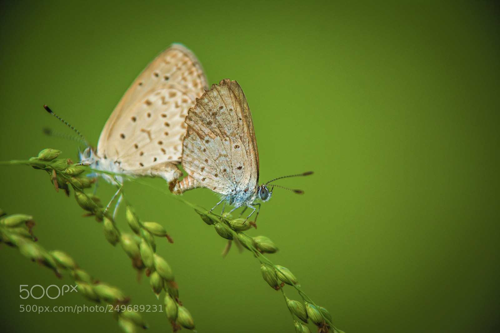 Nikon D7100 sample photo. Dark grass blue butterfly photography