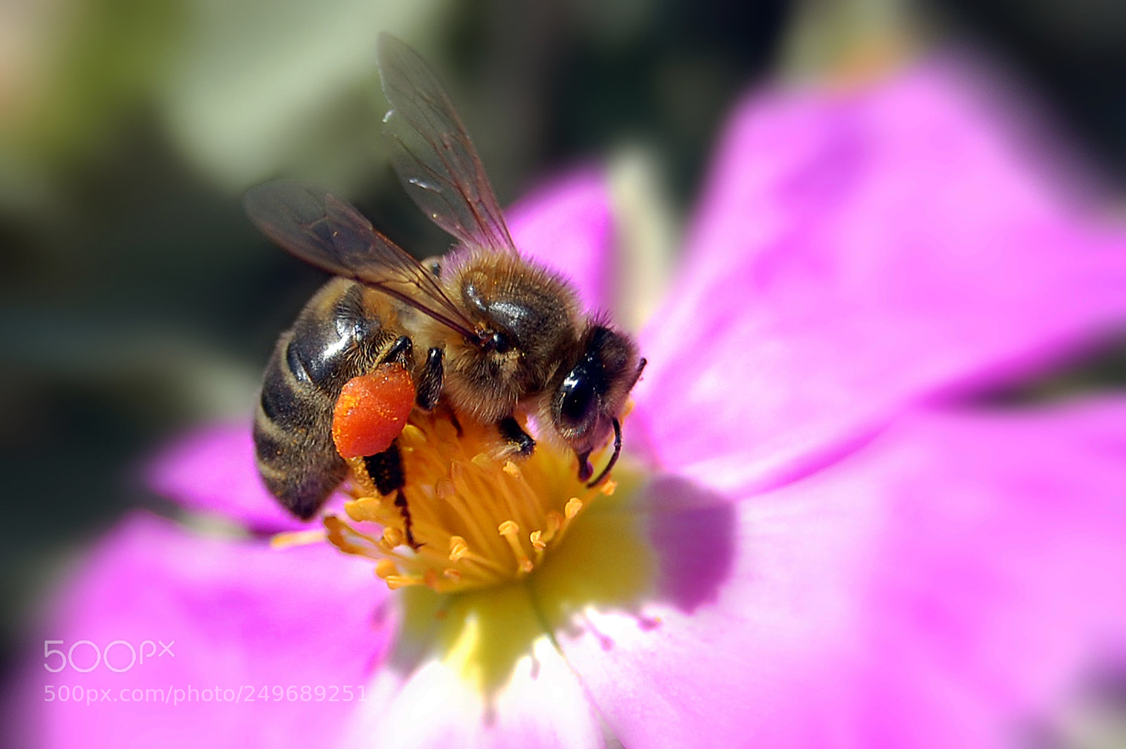 Nikon D40 sample photo. Bee photography
