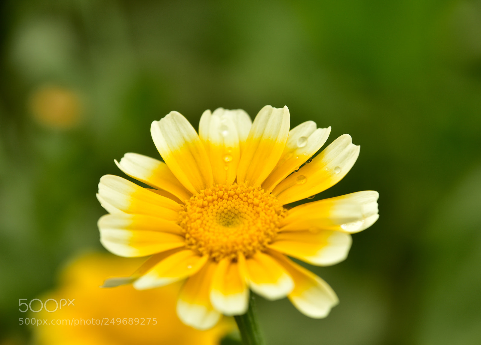 Nikon D7200 sample photo. Chrysanthemum cauliflower photography