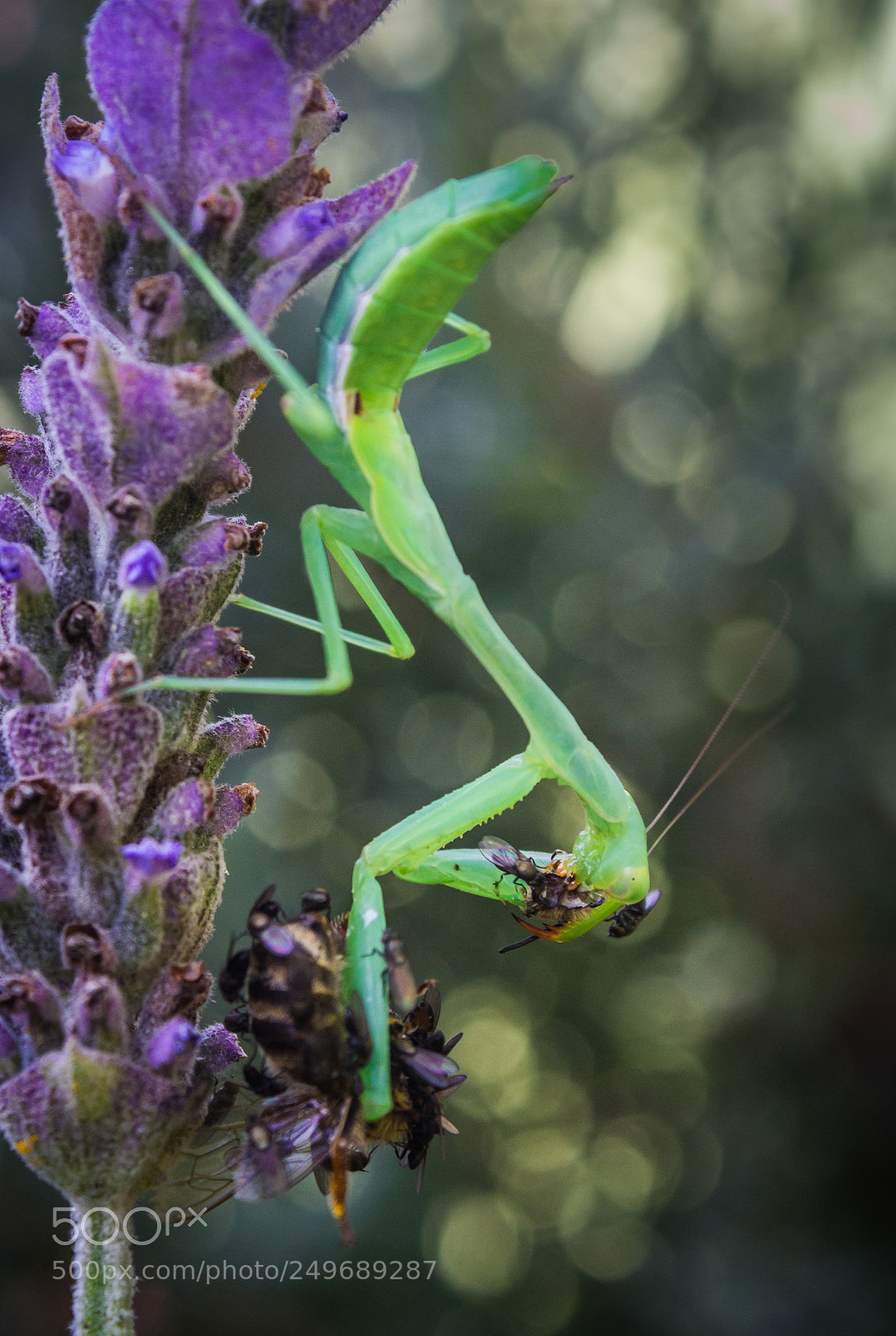 Canon EOS 7D sample photo. Praying mantis with prey photography