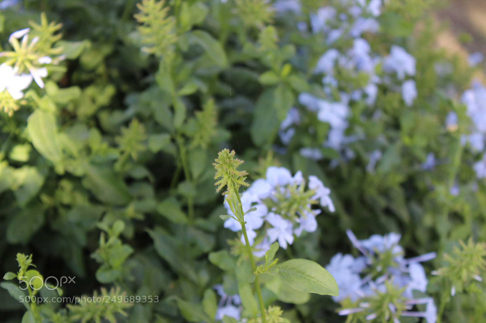 Canon EOS 600D (Rebel EOS T3i / EOS Kiss X5) sample photo. Img photography