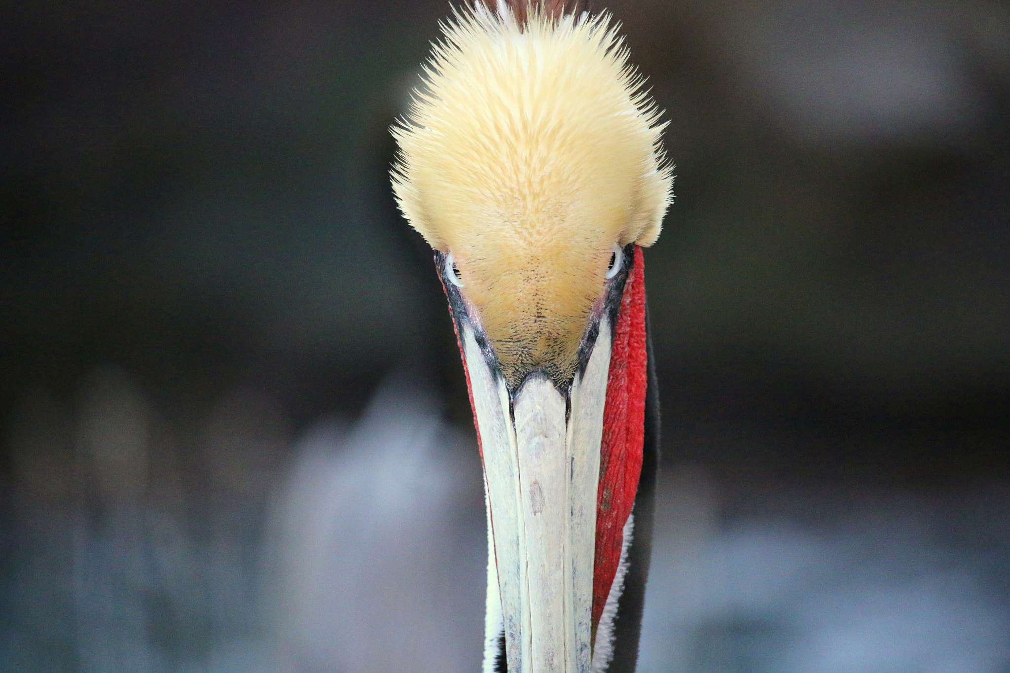Canon EF-S 55-250mm F4-5.6 IS STM sample photo. Angry bird photography