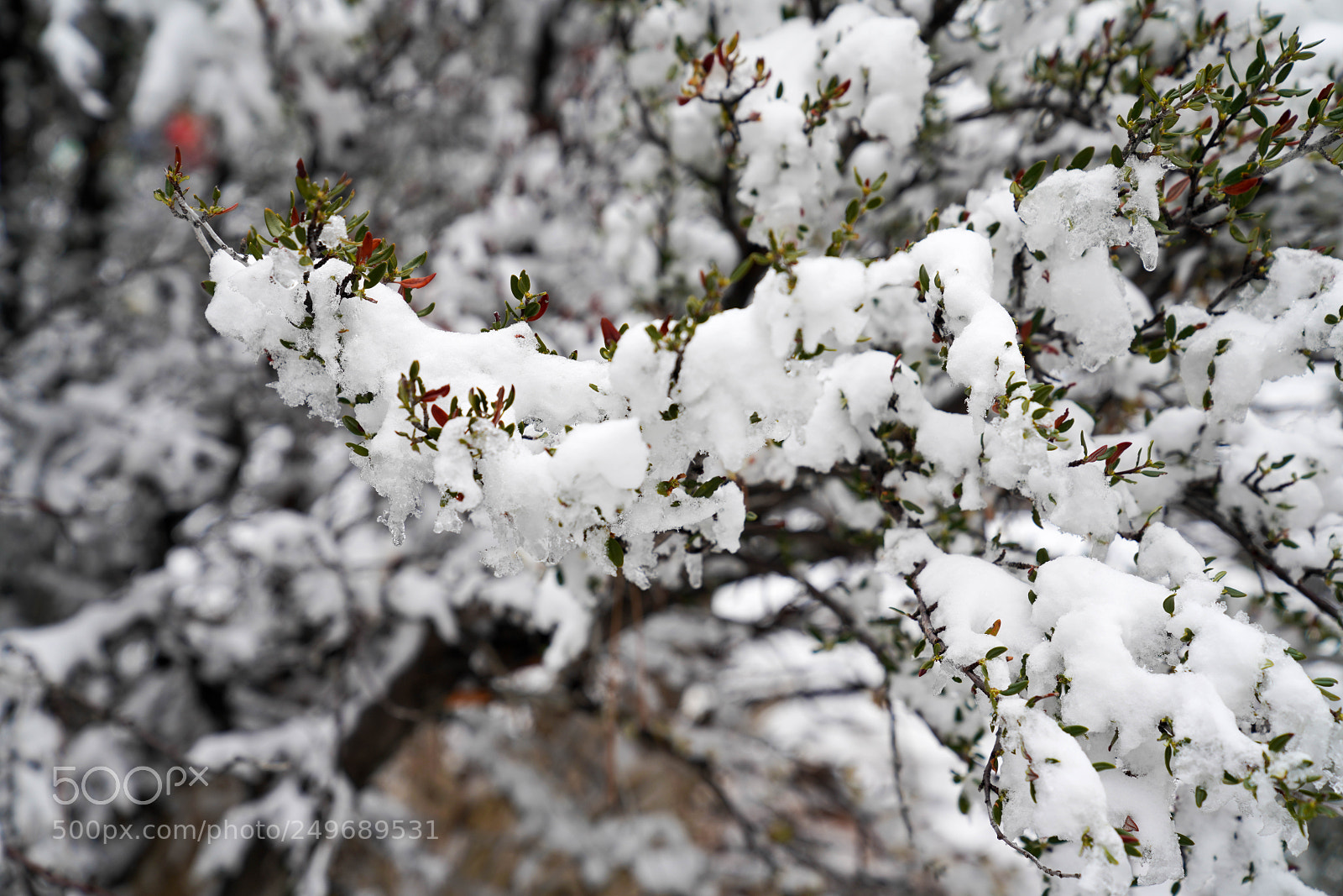 Sony a7R III sample photo. Dsc photography