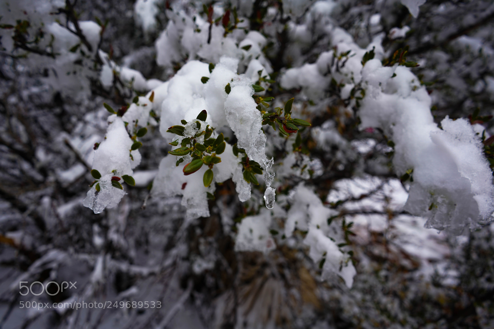 Sony a7R III sample photo. Dsc photography