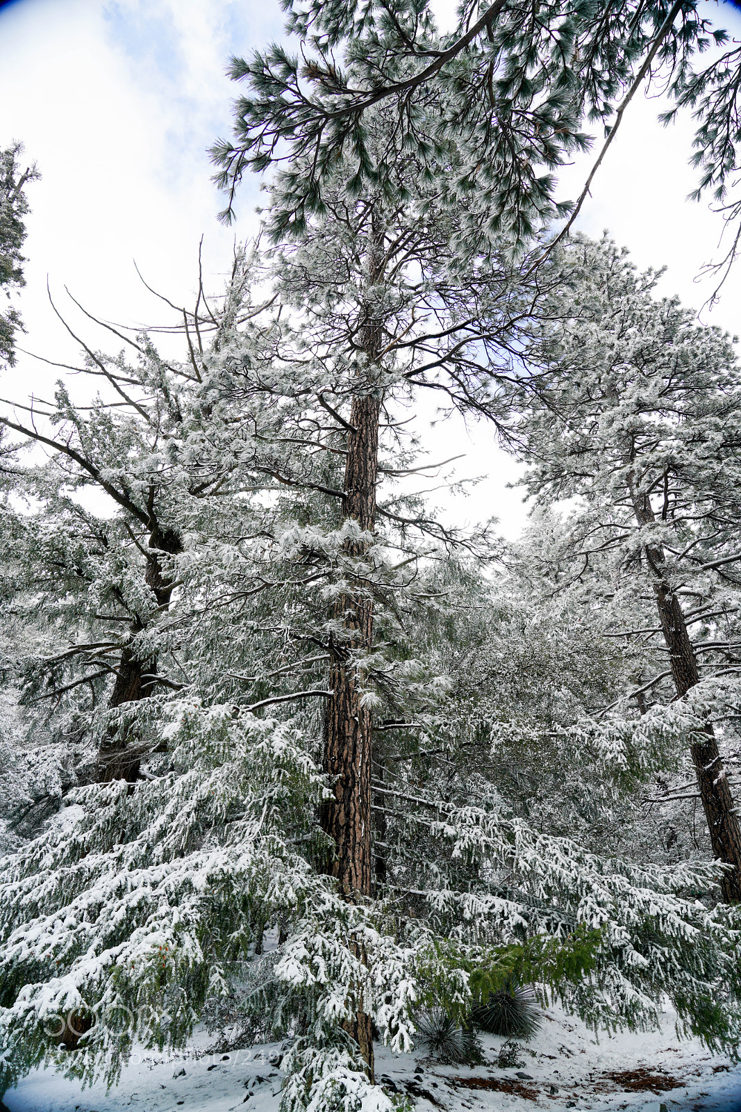 Sony a7R III sample photo. Dsc photography