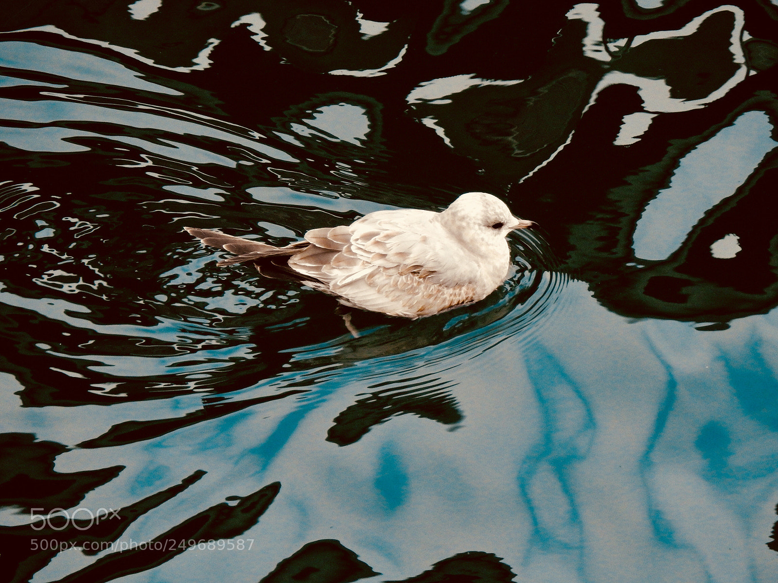 Nikon Coolpix P900 sample photo. Gull photography