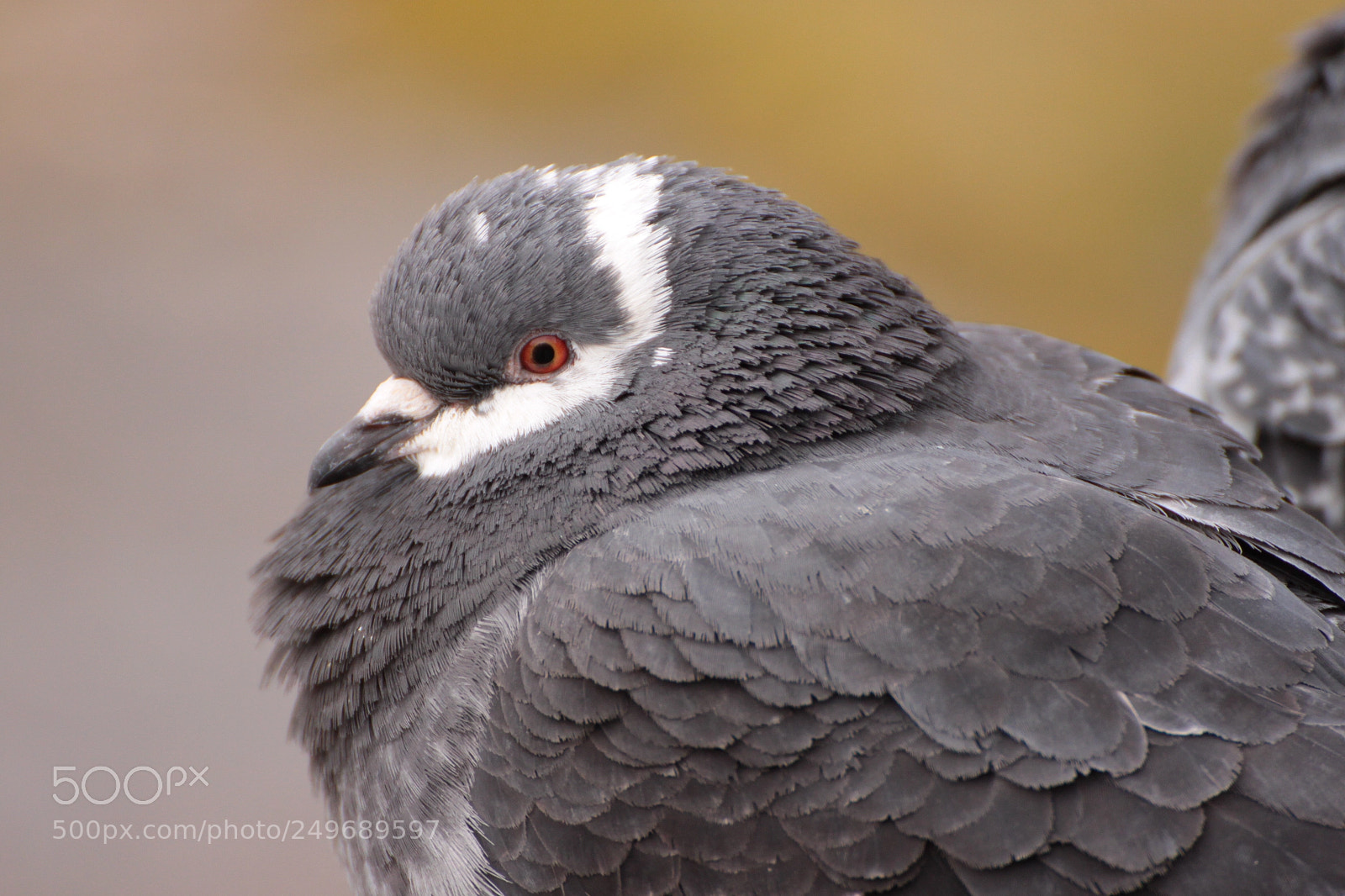 Canon EOS 500D (EOS Rebel T1i / EOS Kiss X3) sample photo. Pigeon photography