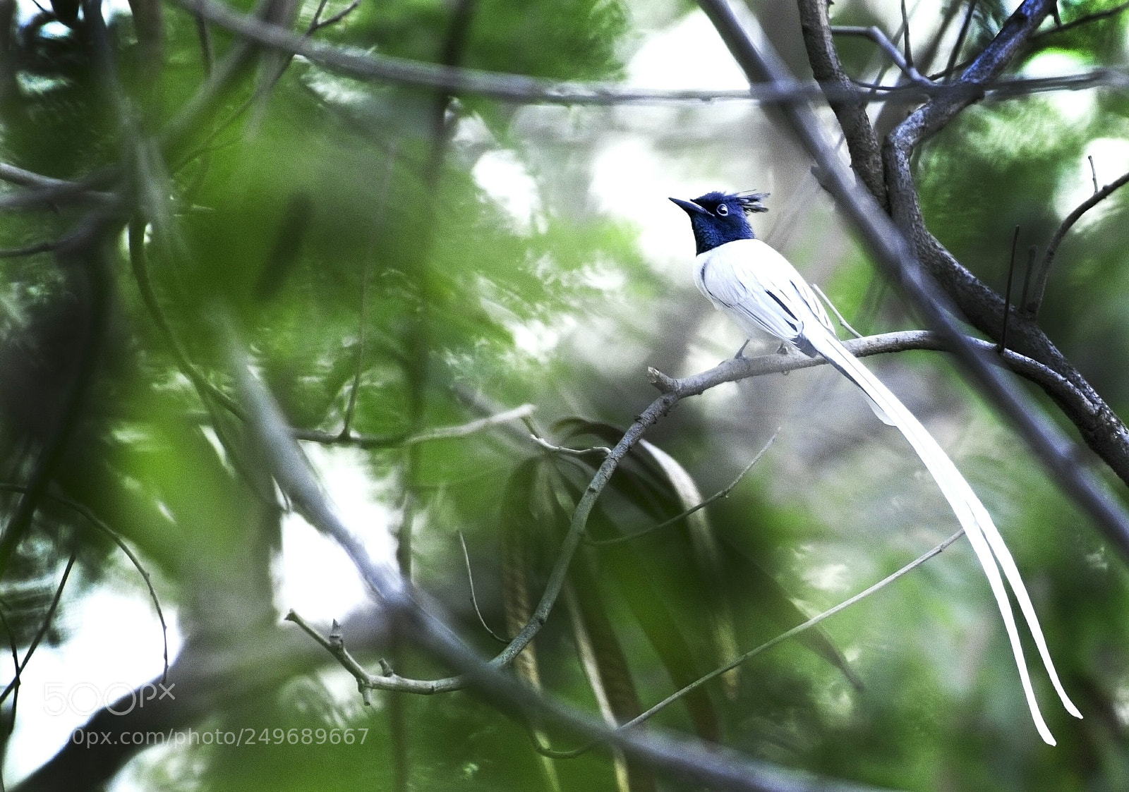 Nikon D500 sample photo. Asian paradise fly-catcher photography