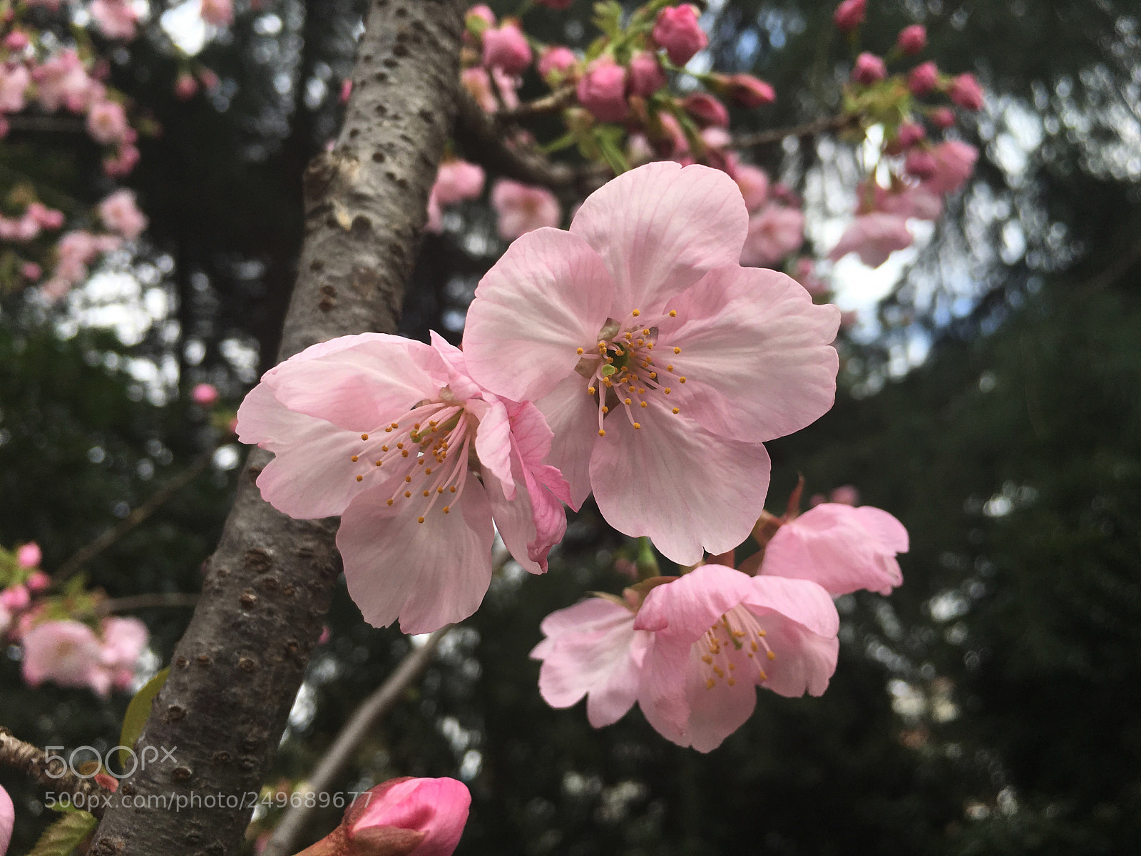 Apple iPhone 6s Plus sample photo. Sakura 1 photography
