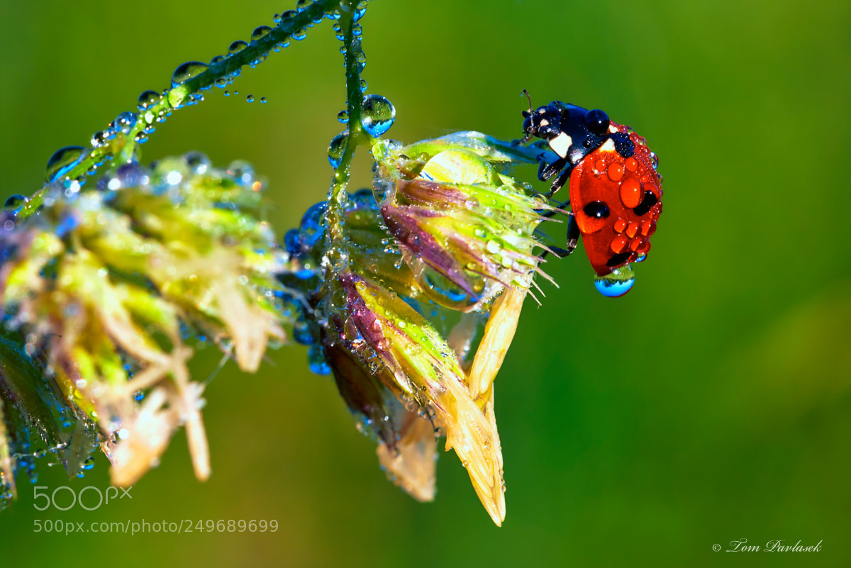 Nikon D600 sample photo. Ladybird on a stem photography