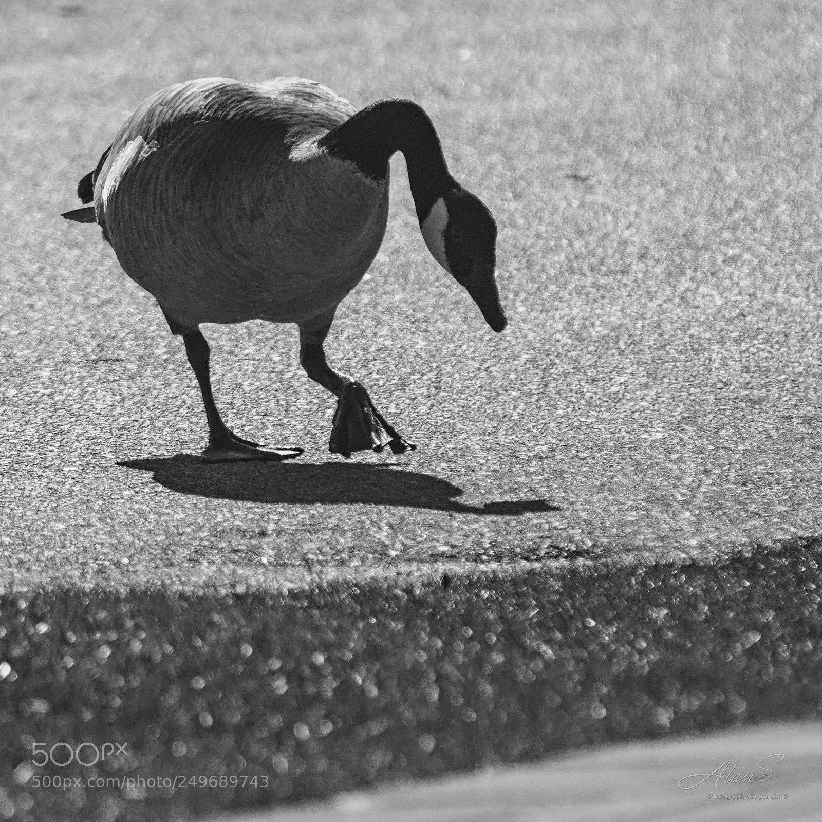 Canon EOS 5DS R sample photo. Canadian goose photography