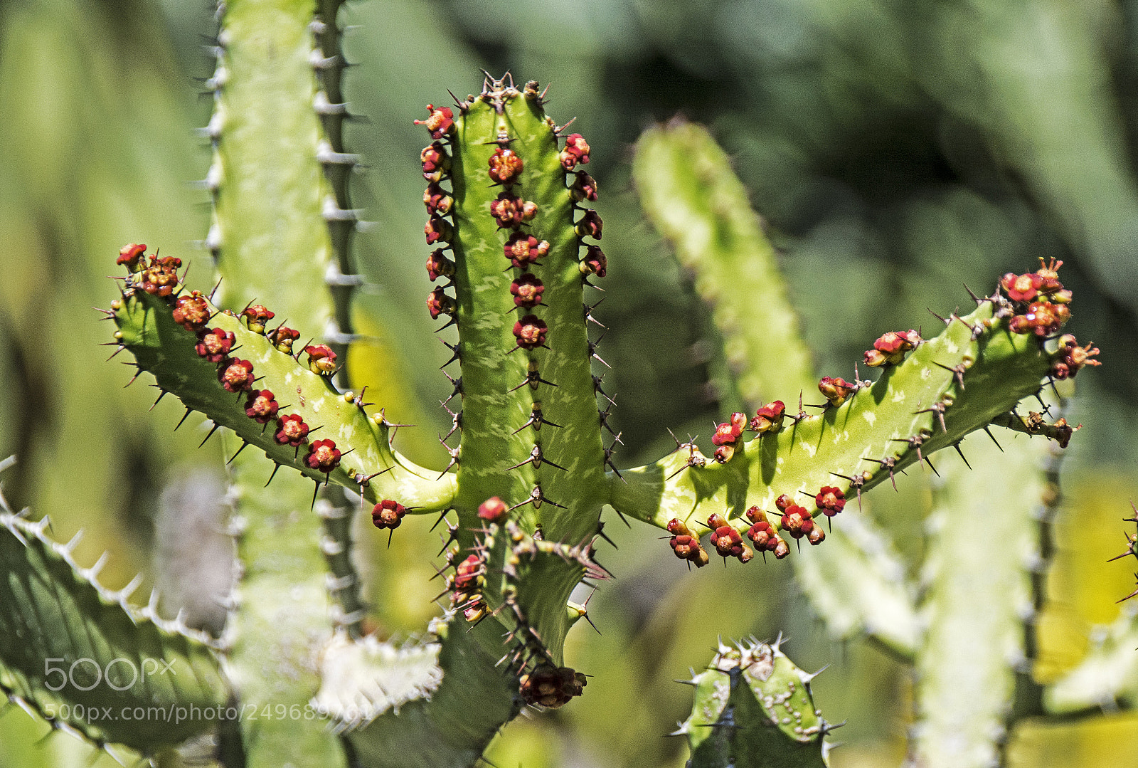 Nikon D7100 sample photo. Cactus 2 photography