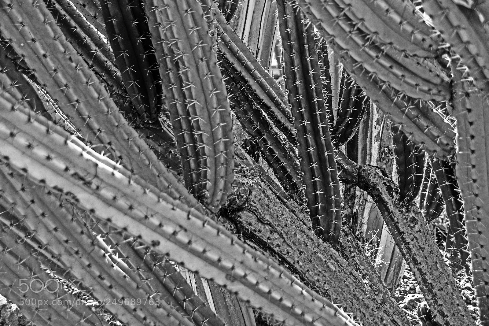 Nikon D7100 sample photo. Cactus 2 photography