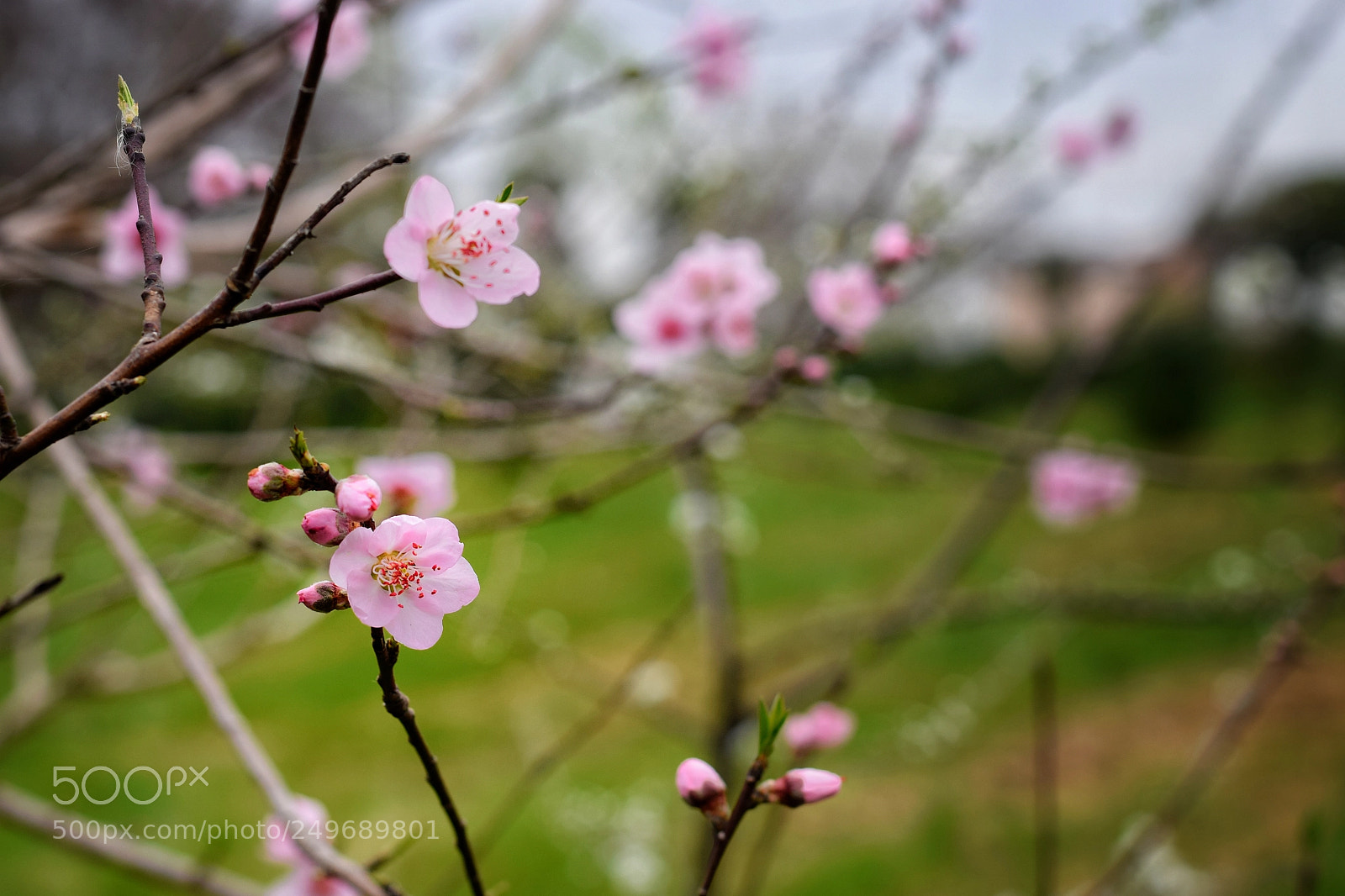 Nikon D5300 sample photo. Spring photography