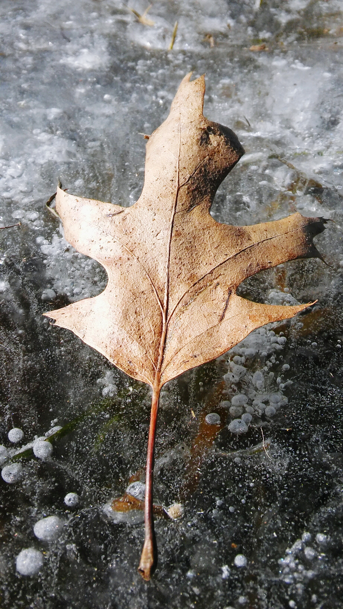 LG SPIRIT 4G LTE sample photo. Leaf photography