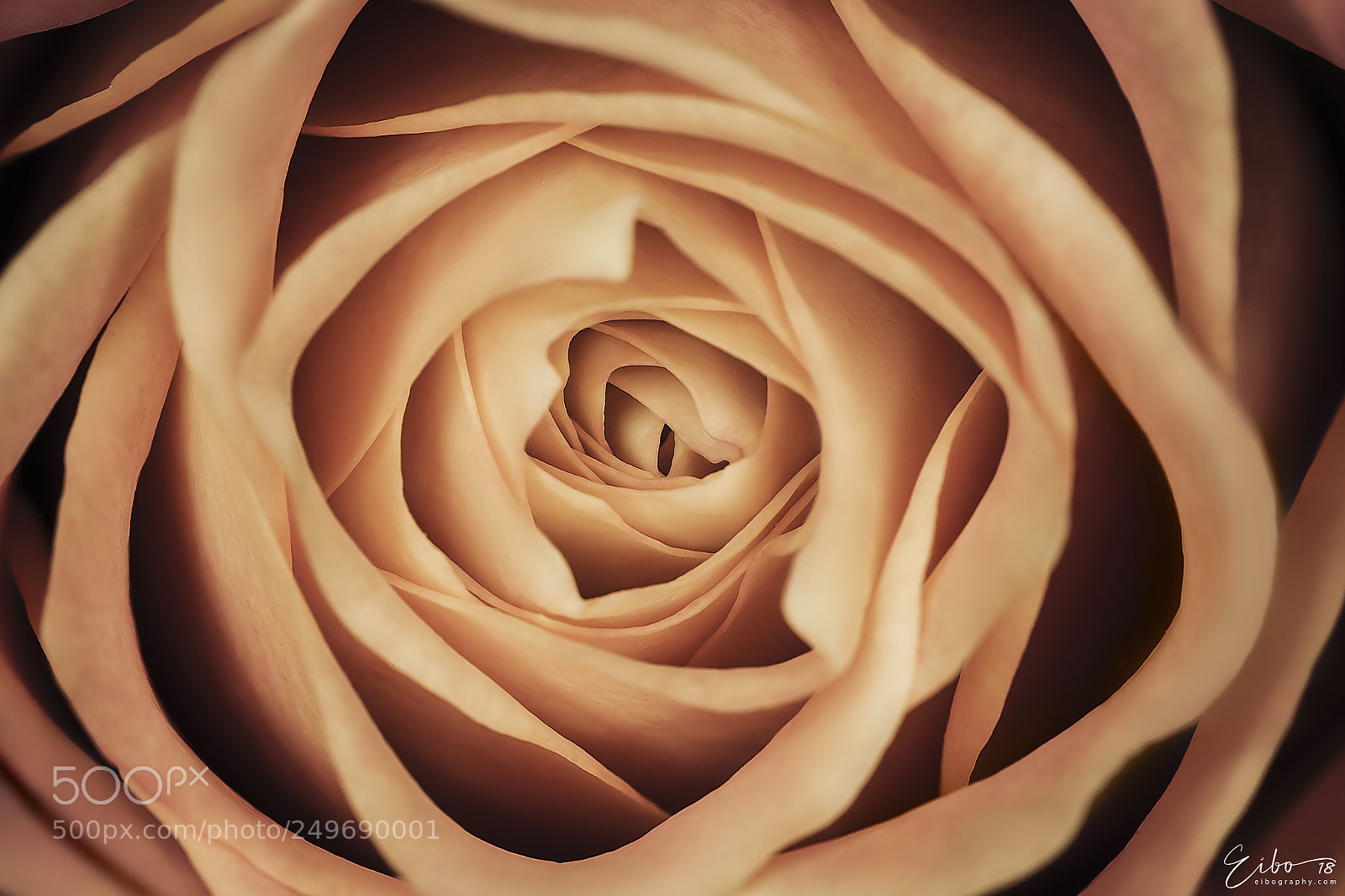 Canon EOS 5D Mark II sample photo. Deep inside a rose photography