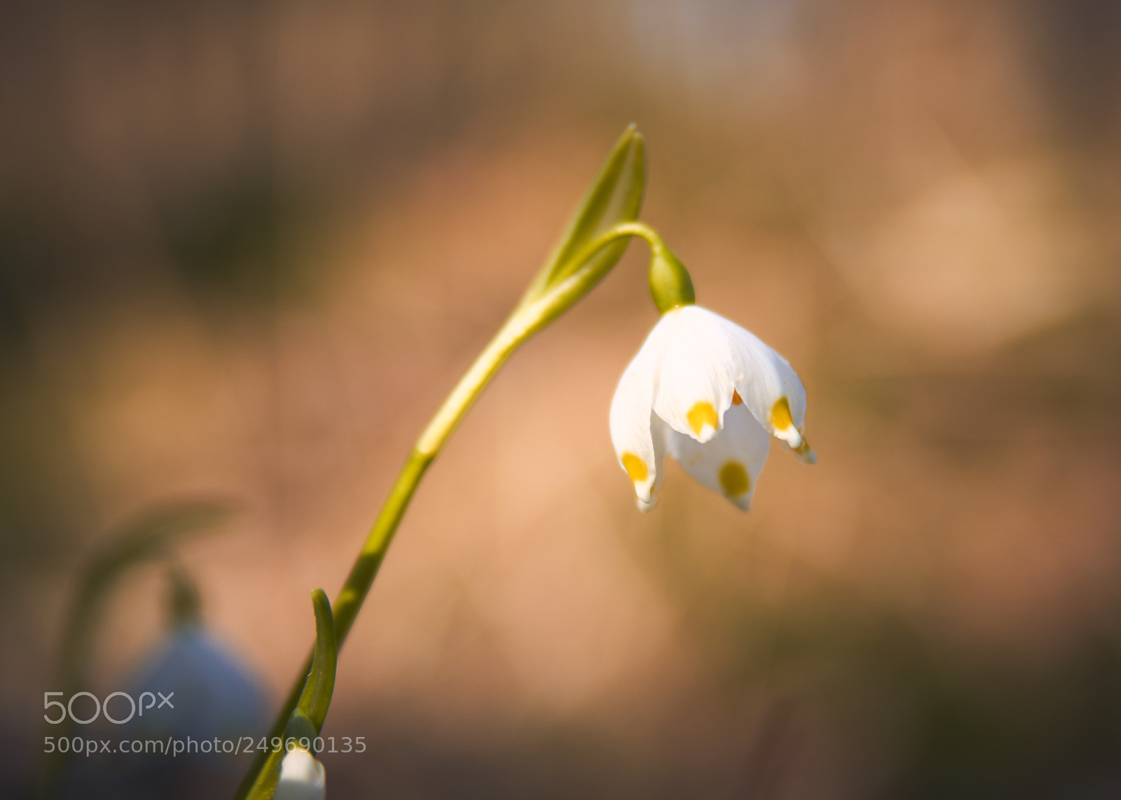 Pentax K-3 II sample photo. The colors of the photography