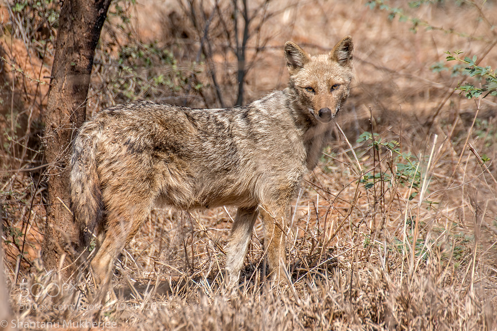 Canon EOS 70D sample photo. Golden jackal photography